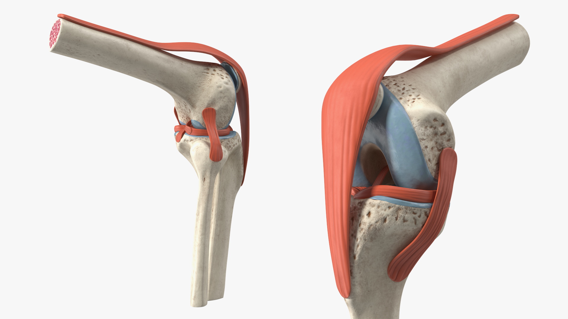 Knee Joint Model Rigged for Cinema 4D 3D