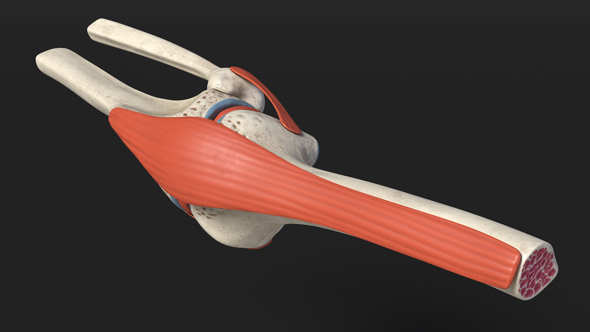 Knee Joint Model Rigged for Cinema 4D 3D