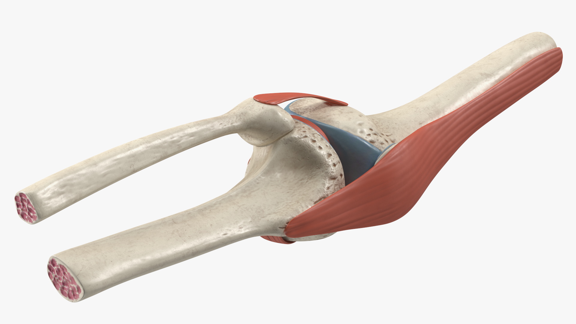 Knee Joint Model Rigged for Cinema 4D 3D