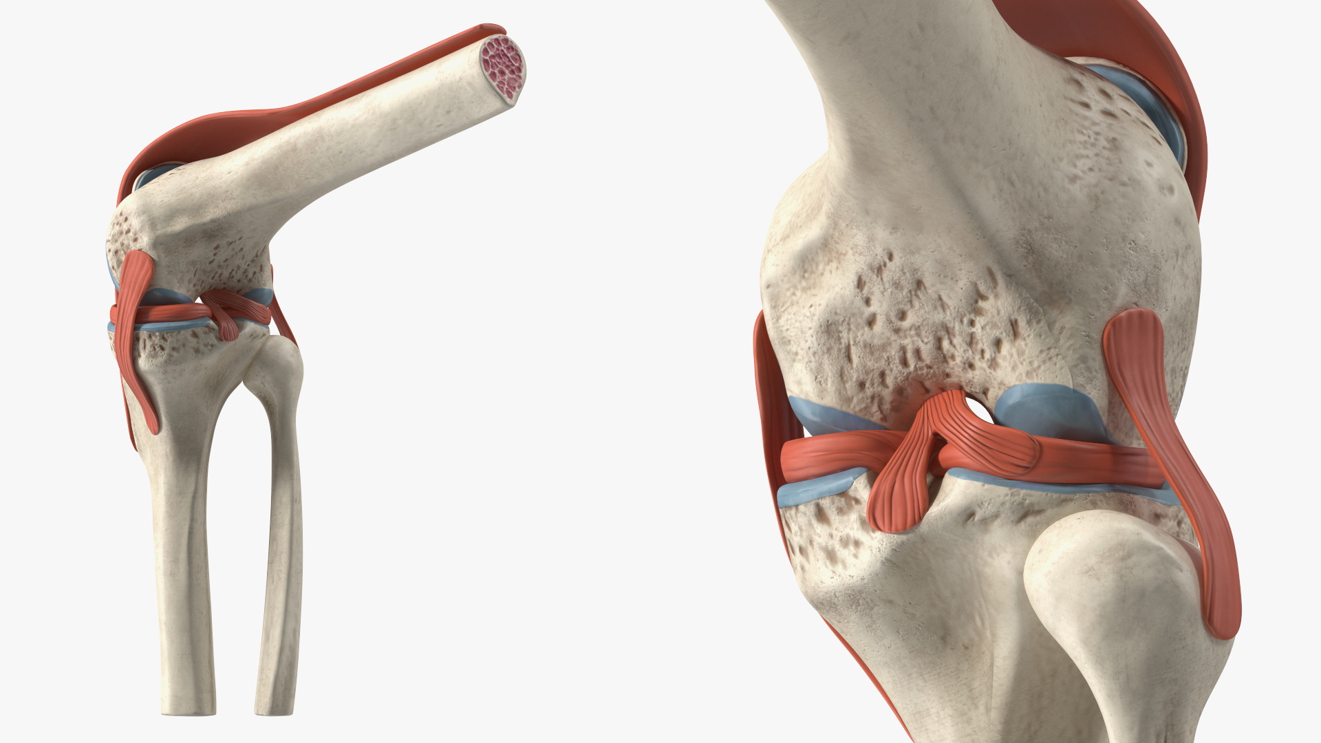 Knee Joint Model Rigged for Cinema 4D 3D