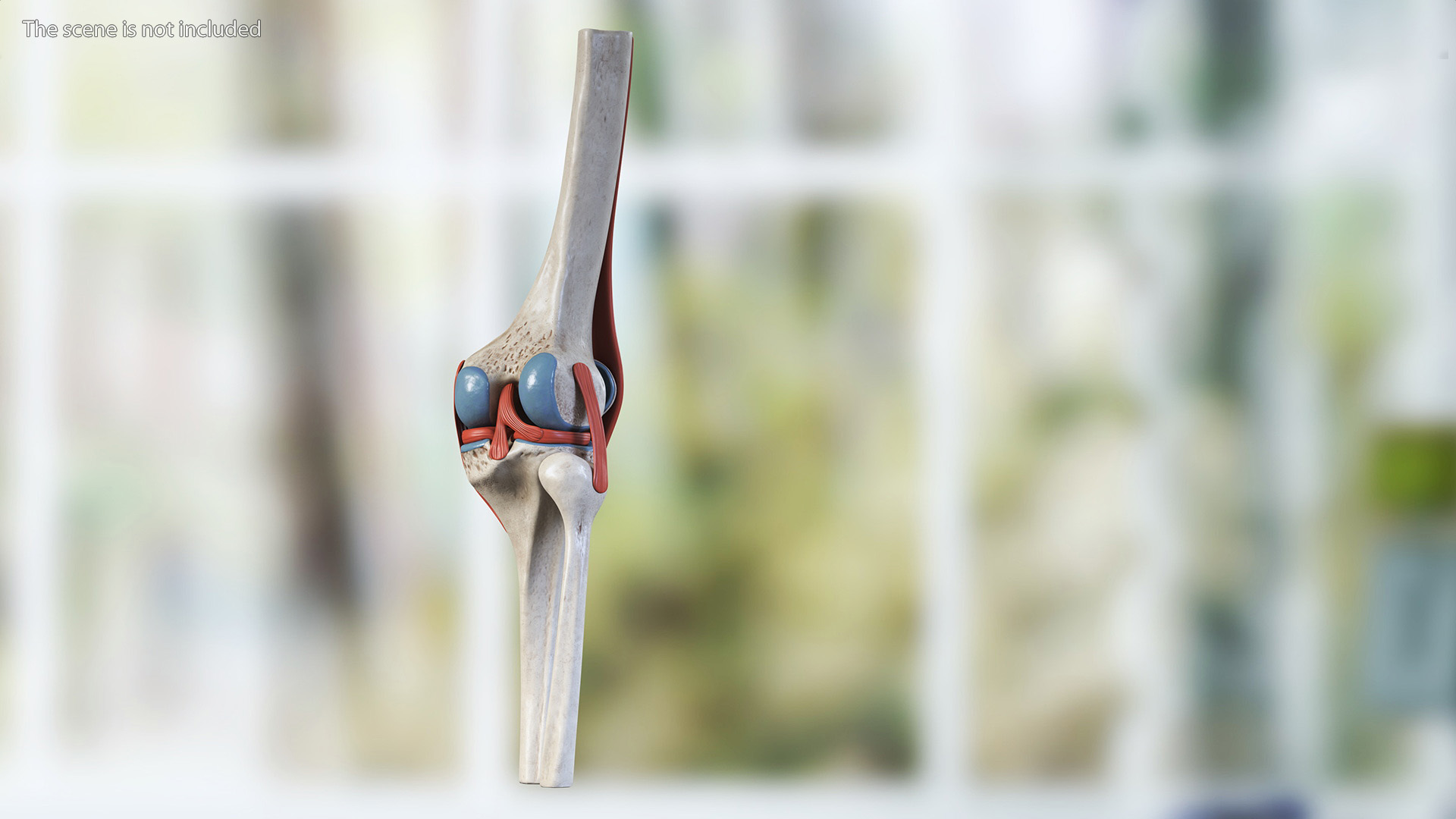 Knee Joint Model Rigged for Cinema 4D 3D