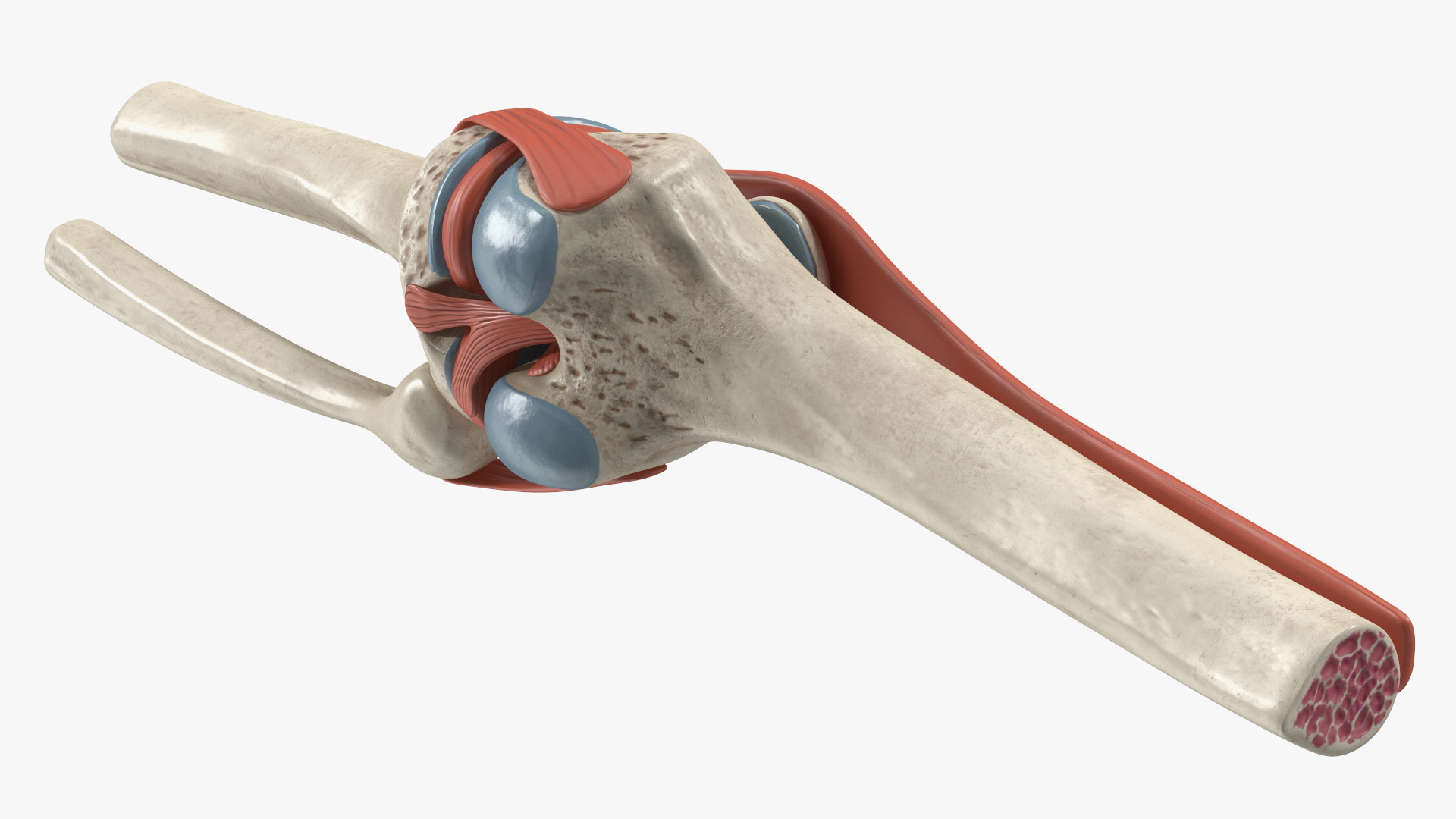 Knee Joint Model Rigged for Cinema 4D 3D