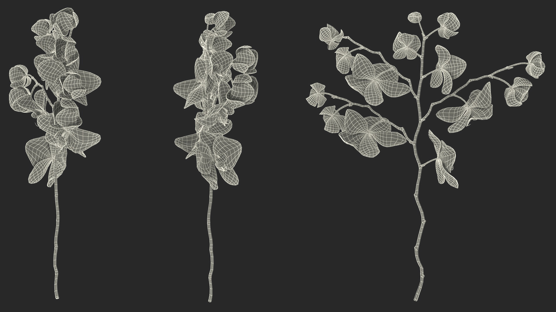 Phalaenopsis Orchid Stem 3D model