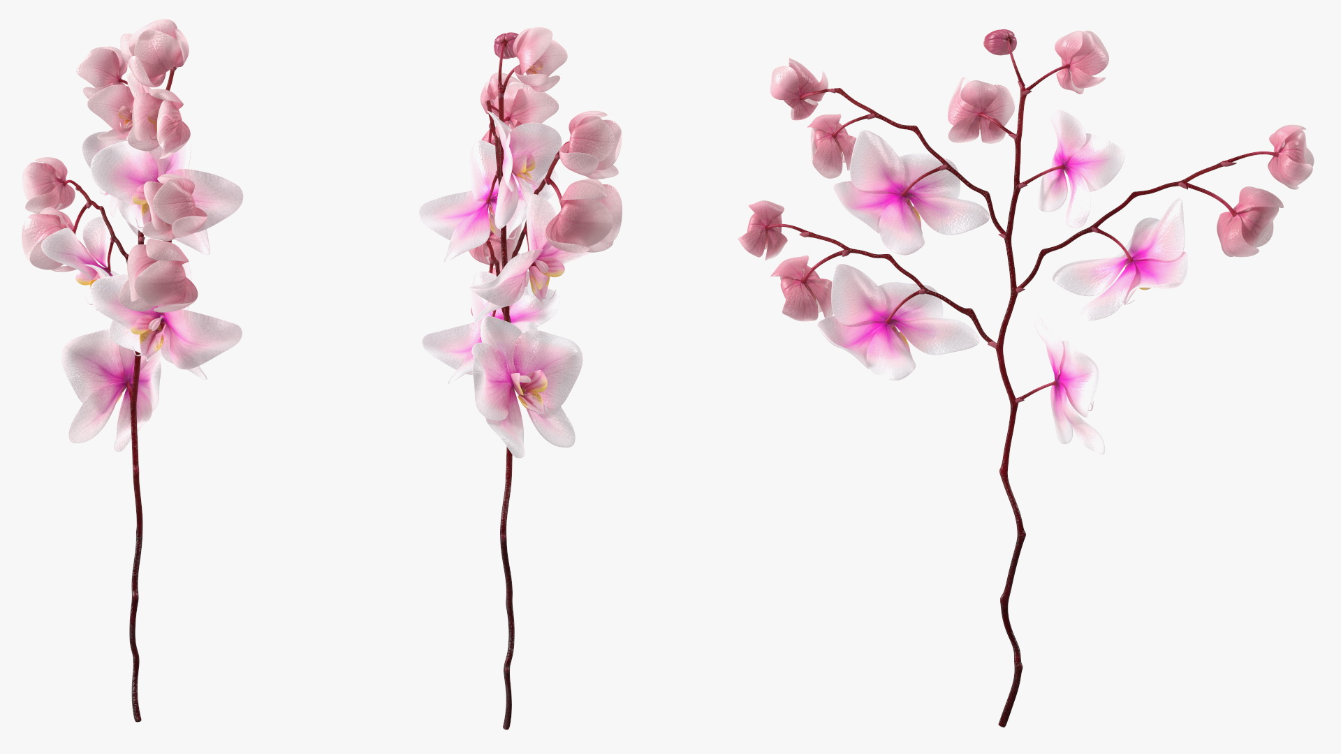 Phalaenopsis Orchid Stem 3D model