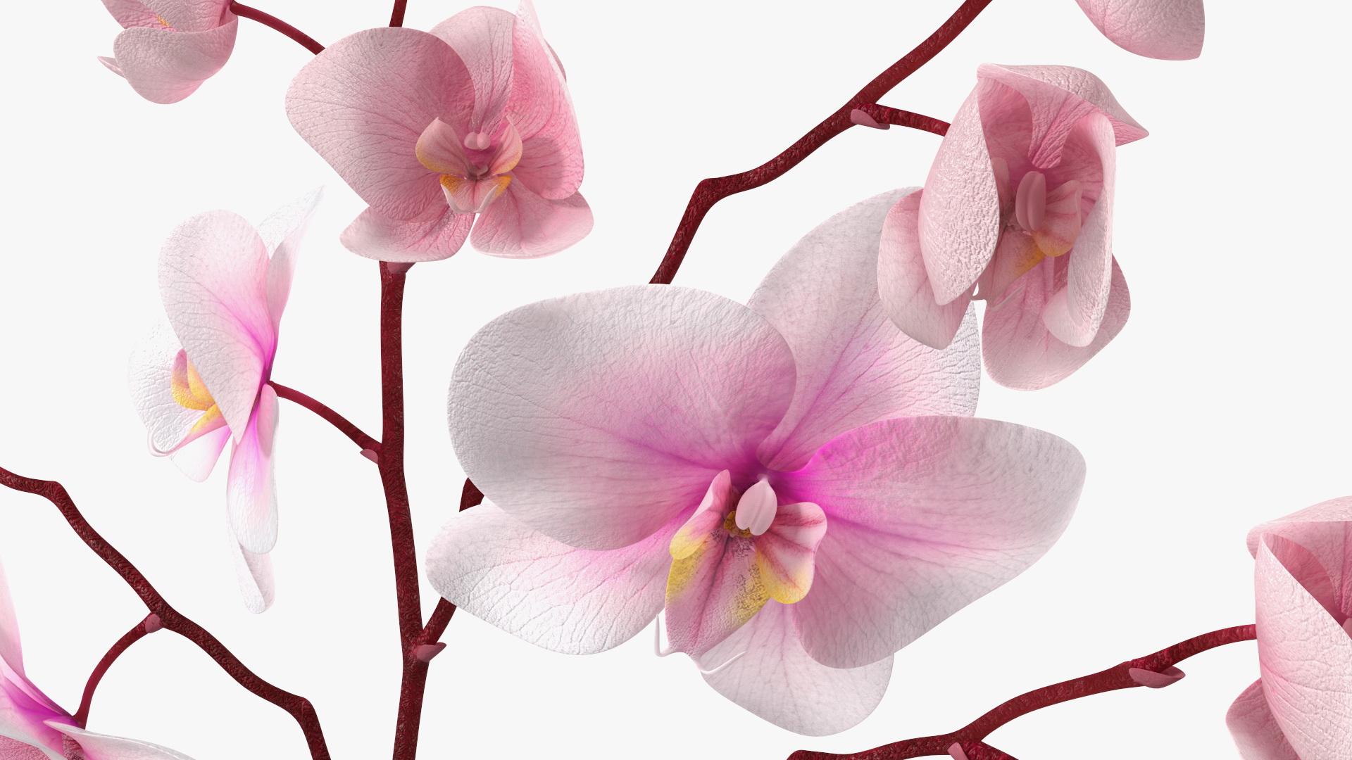Phalaenopsis Orchid Stem 3D model