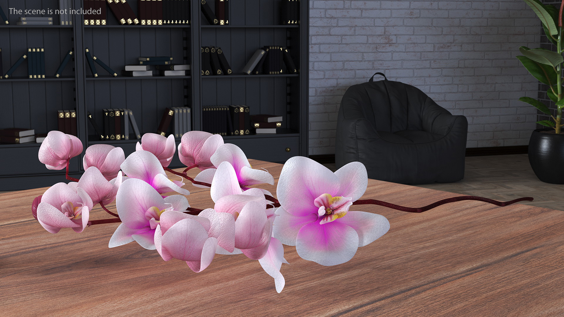 Phalaenopsis Orchid Stem 3D model