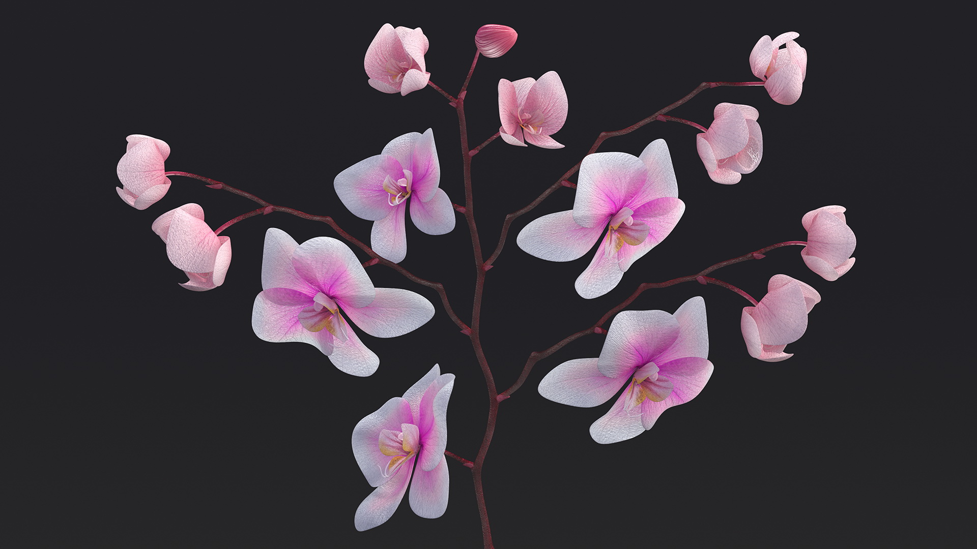 Phalaenopsis Orchid Stem 3D model