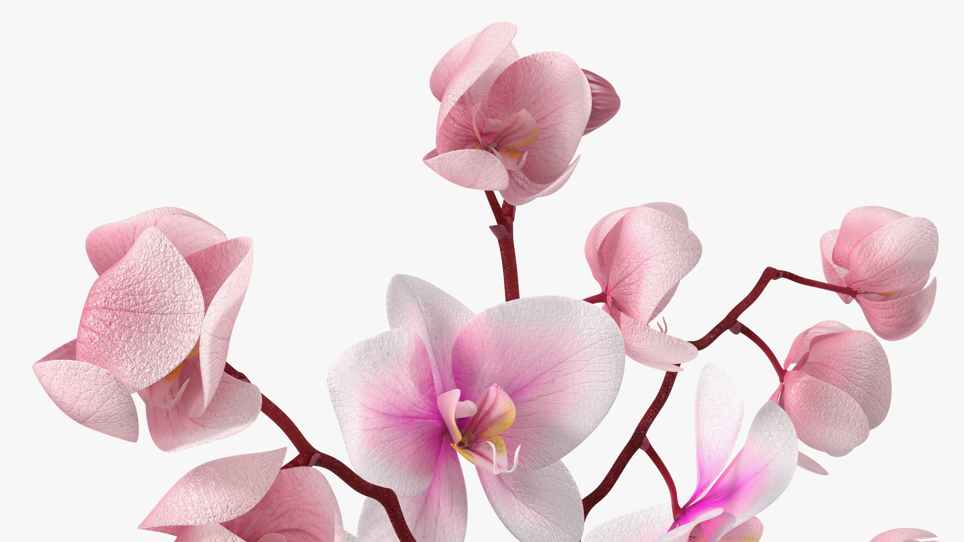 Phalaenopsis Orchid Stem 3D model