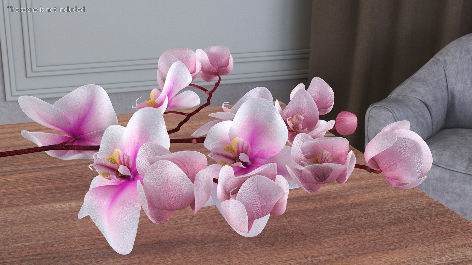 Phalaenopsis Orchid Stem 3D model