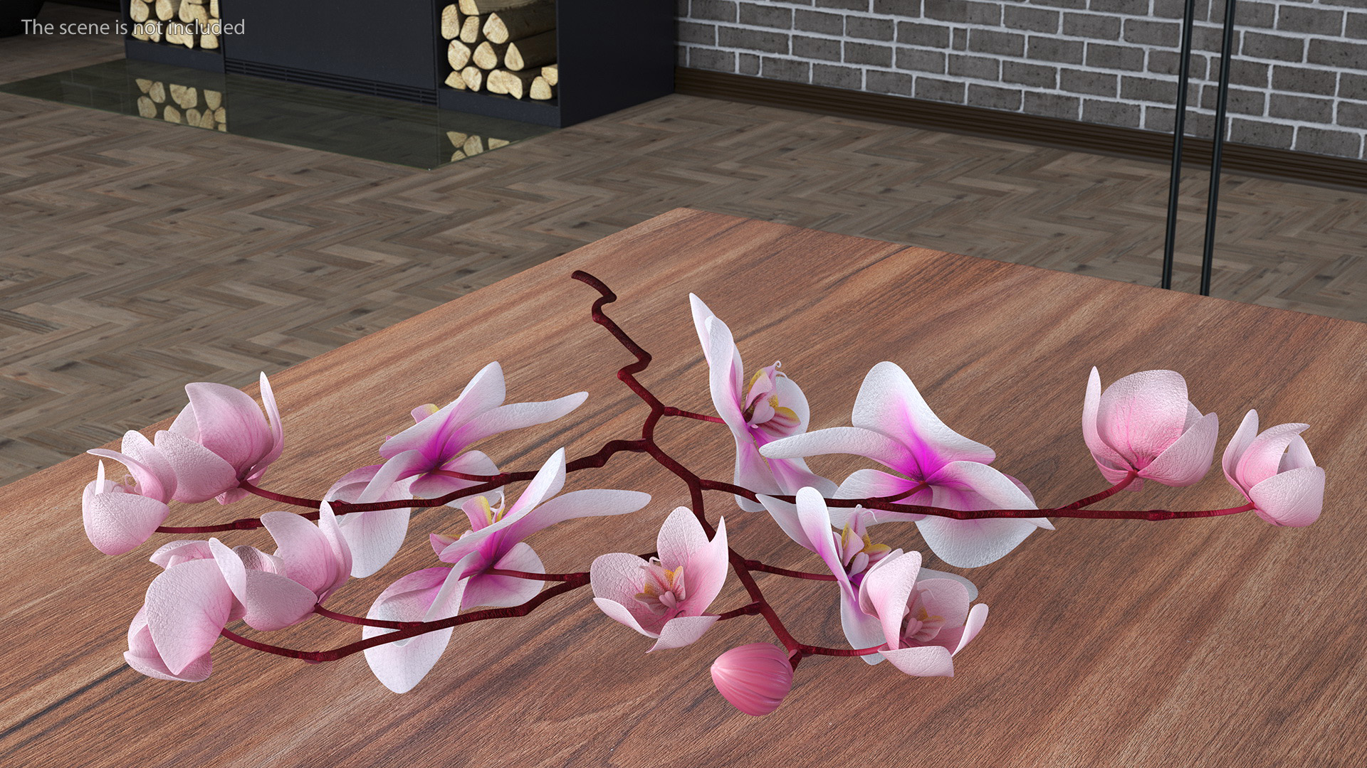 Phalaenopsis Orchid Stem 3D model