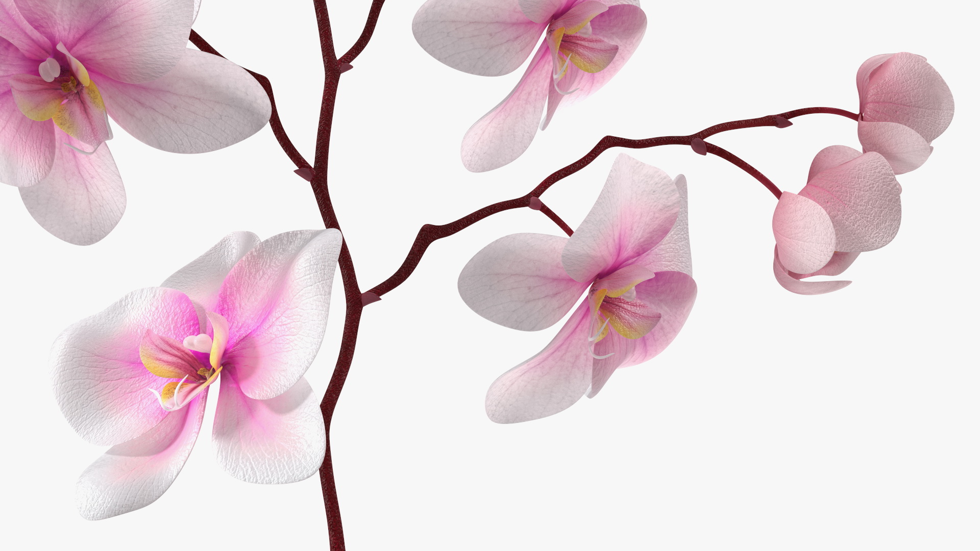 Phalaenopsis Orchid Stem 3D model