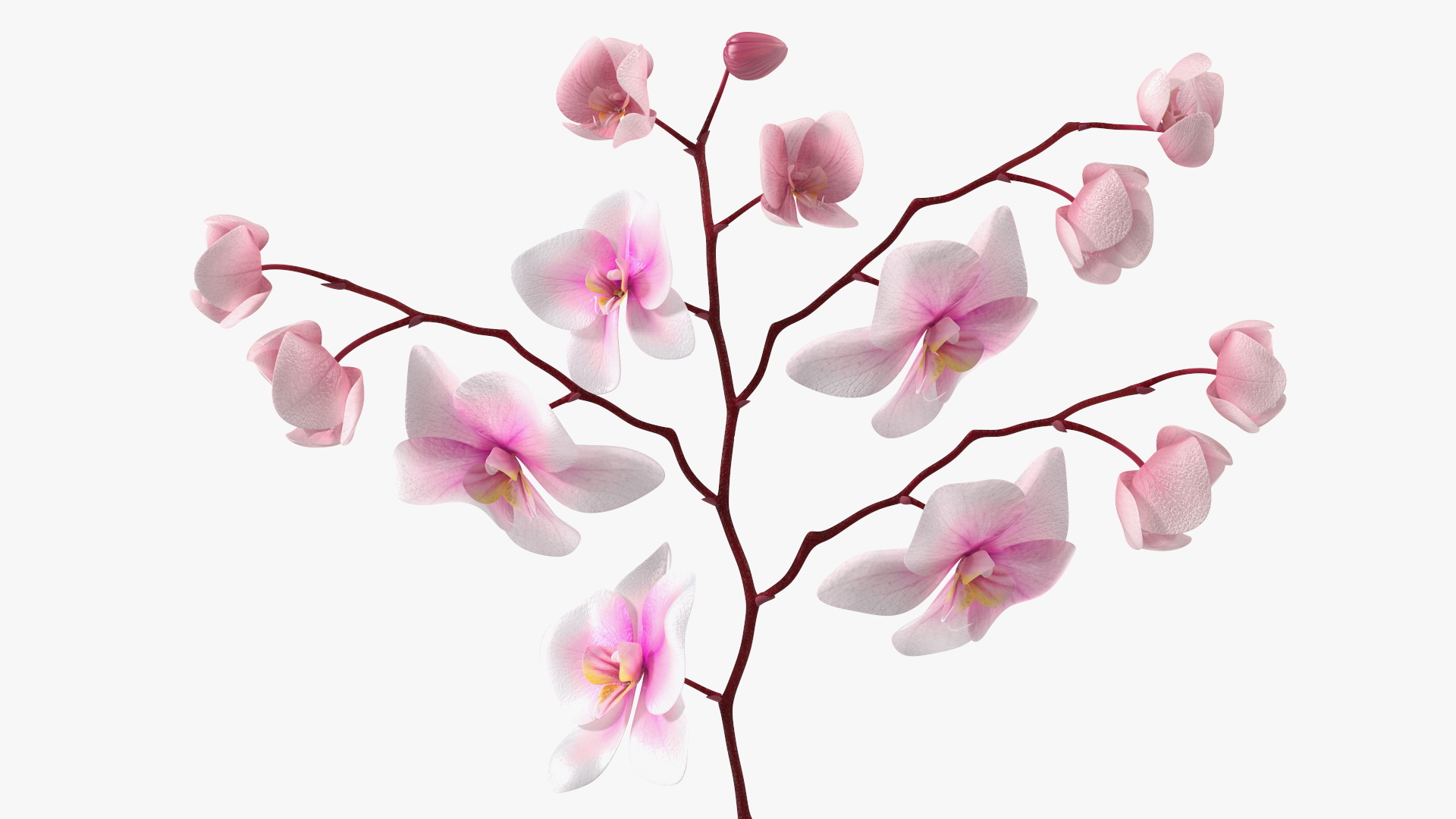 Phalaenopsis Orchid Stem 3D model