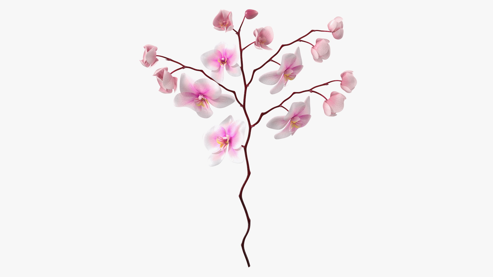 Phalaenopsis Orchid Stem 3D model