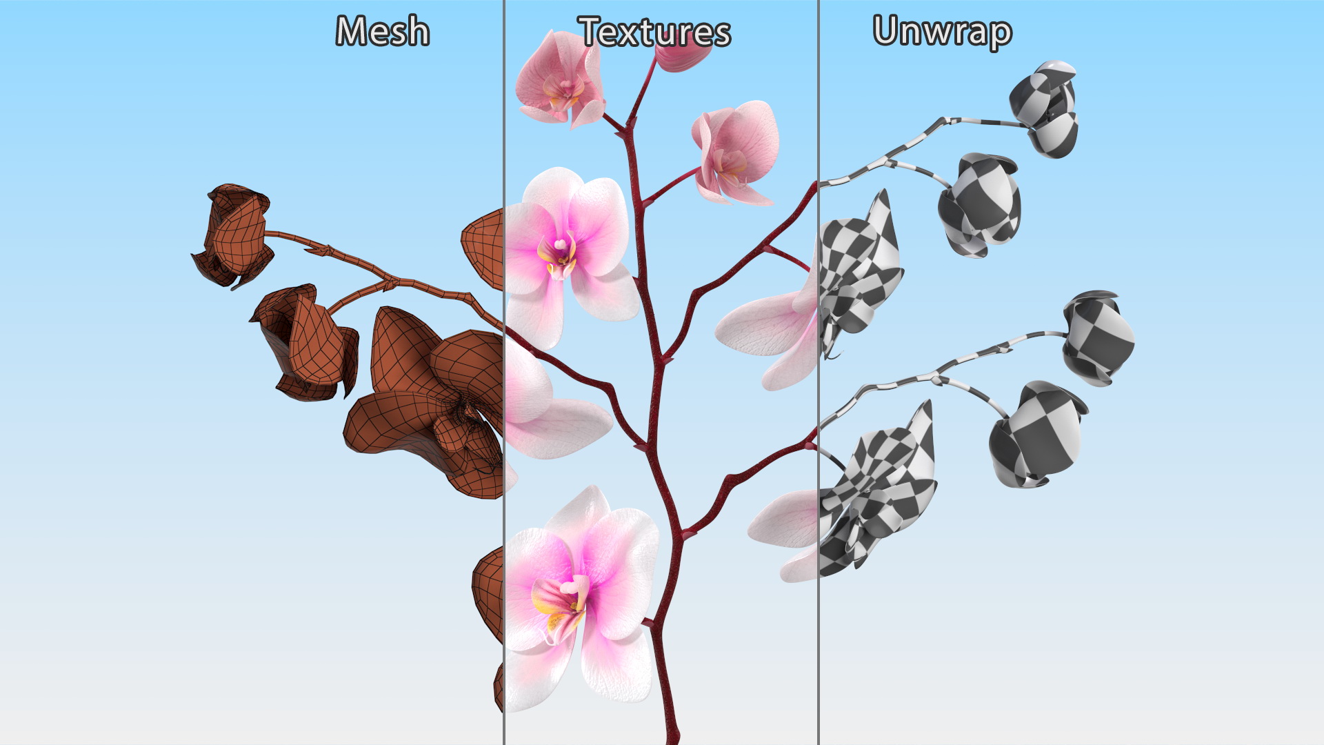 Phalaenopsis Orchid Stem 3D model