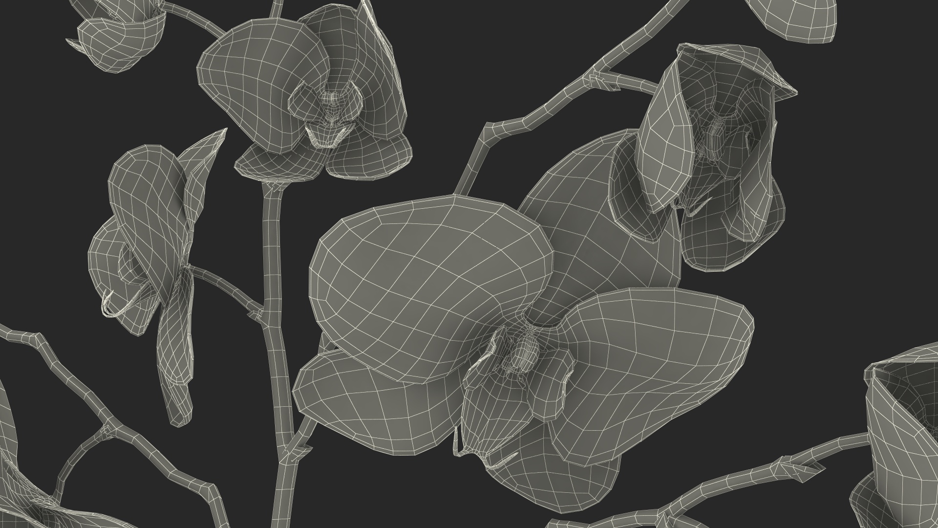 Phalaenopsis Orchid Stem 3D model