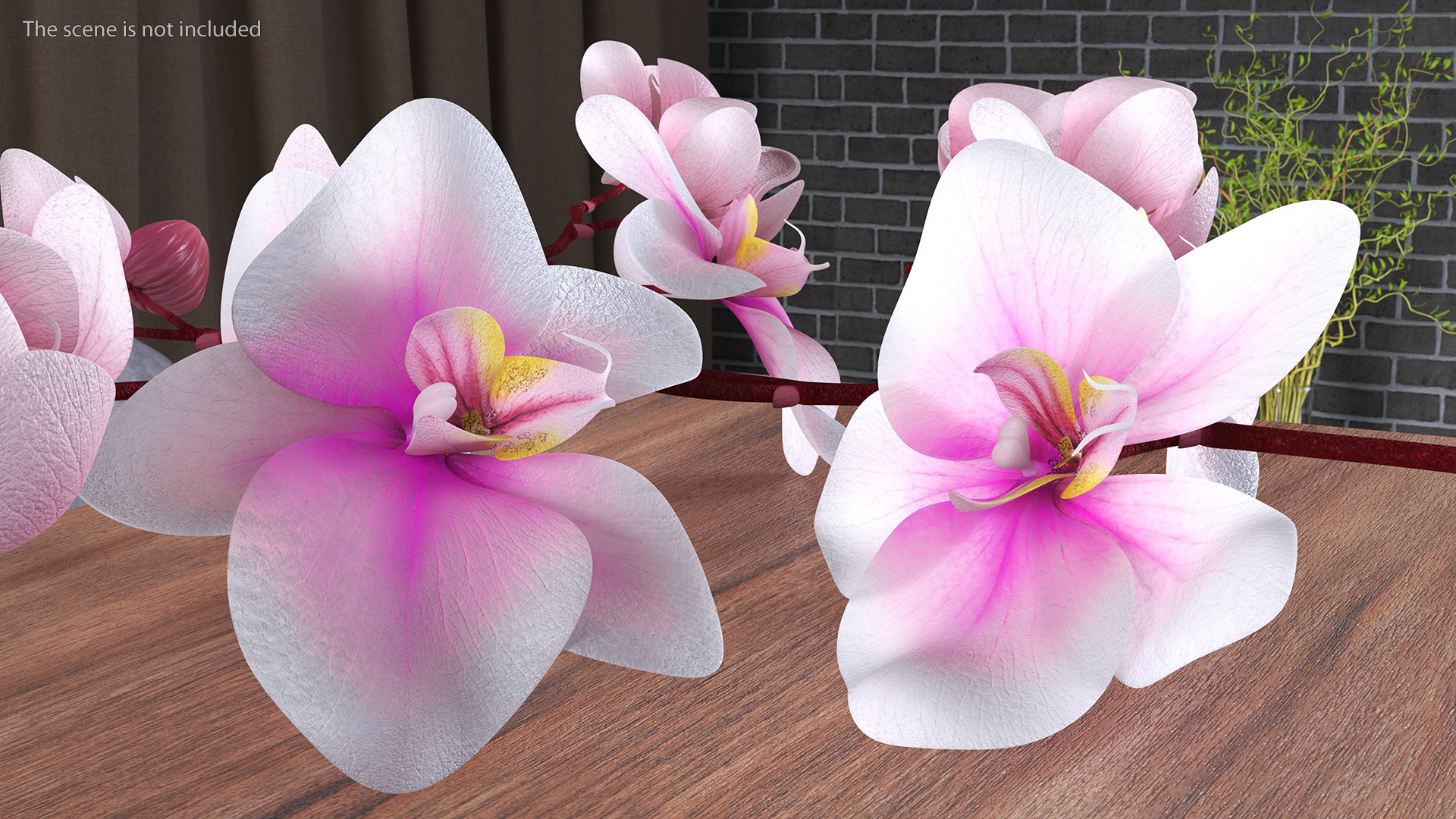 Phalaenopsis Orchid Stem 3D model