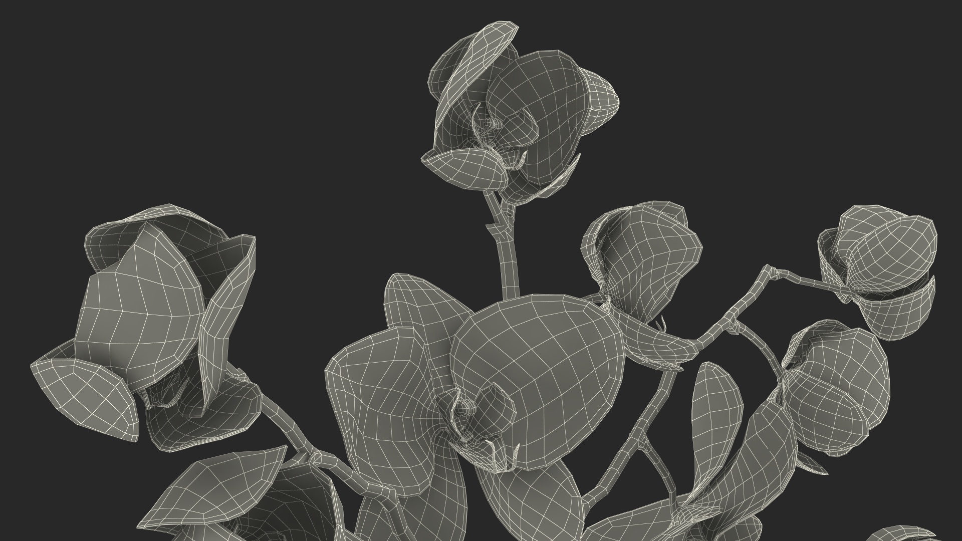 Phalaenopsis Orchid Stem 3D model
