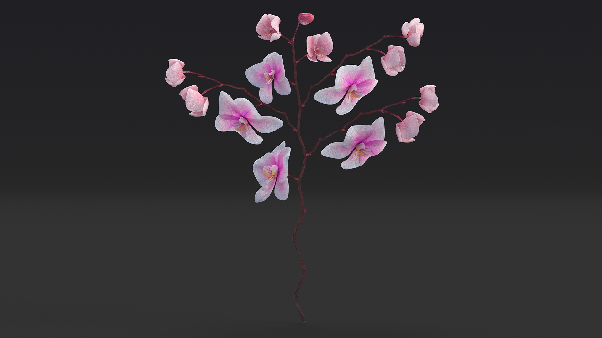 Phalaenopsis Orchid Stem 3D model