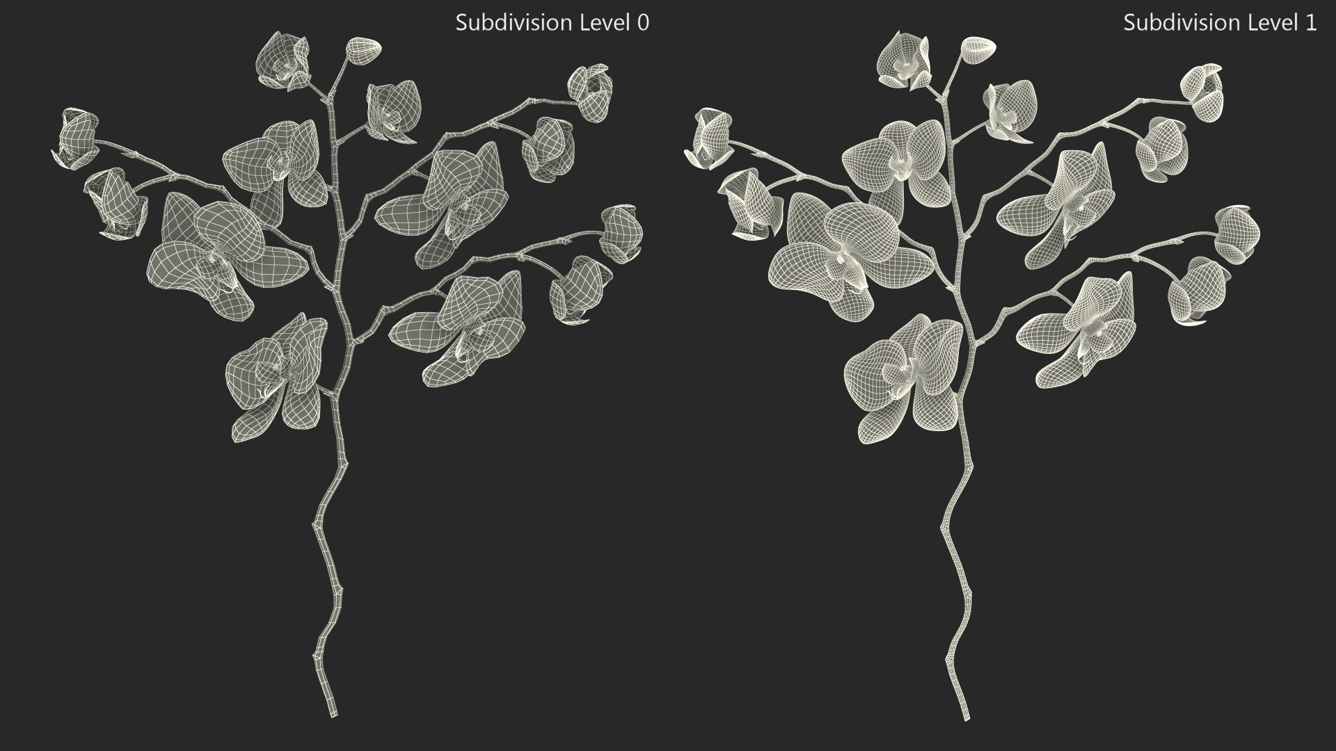 Phalaenopsis Orchid Stem 3D model