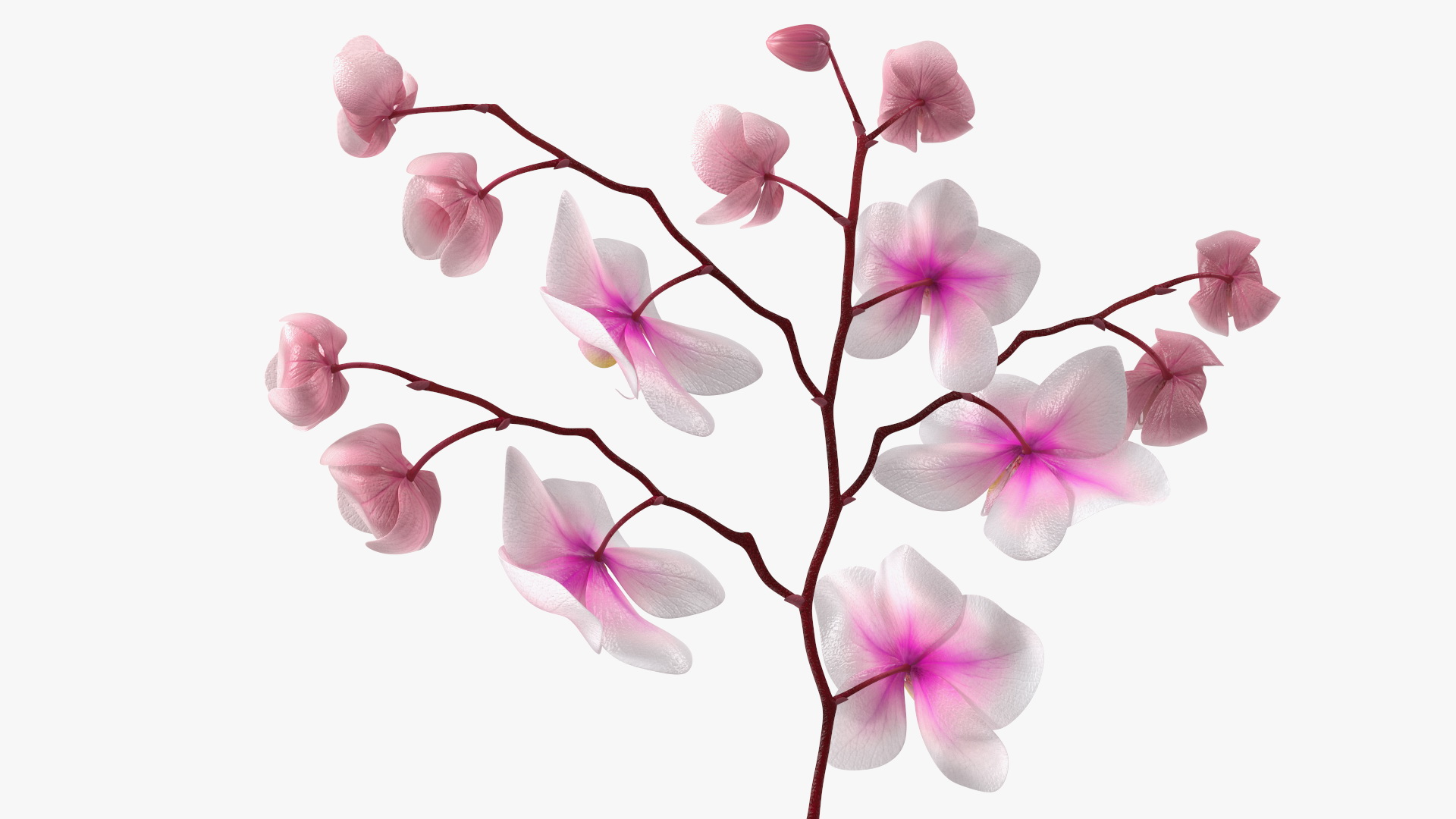 Phalaenopsis Orchid Stem 3D model