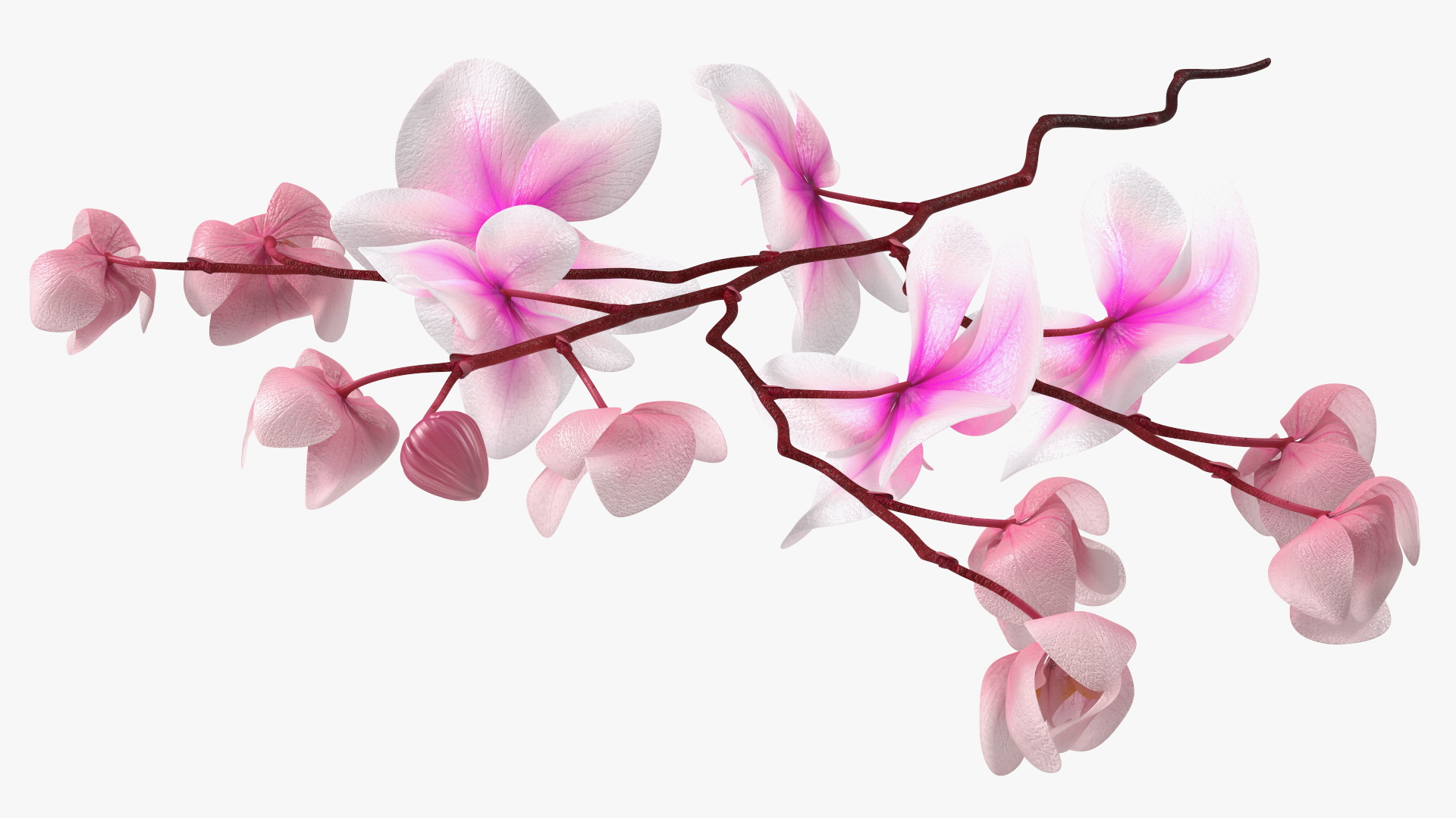 Phalaenopsis Orchid Stem 3D model