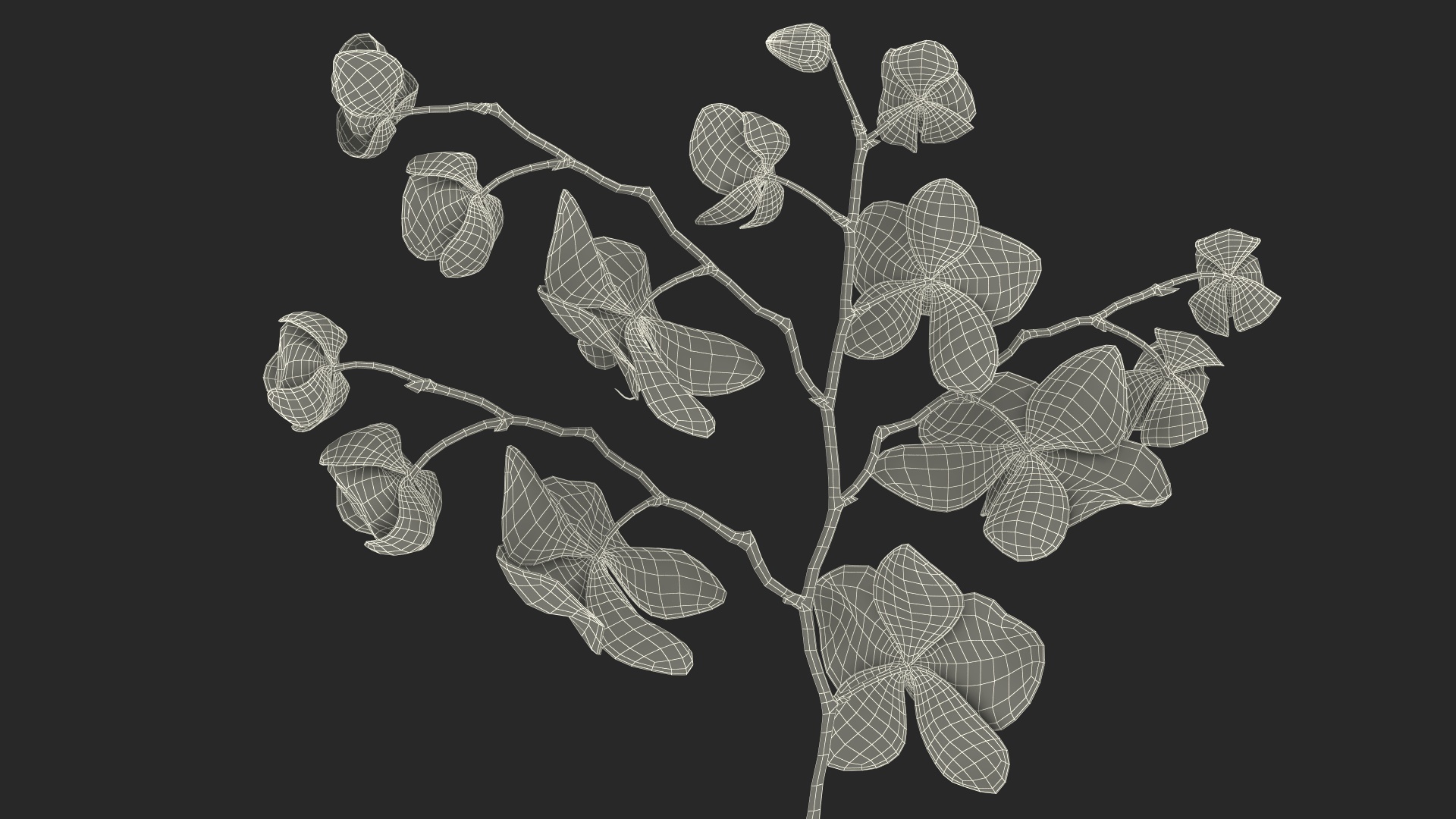 Phalaenopsis Orchid Stem 3D model