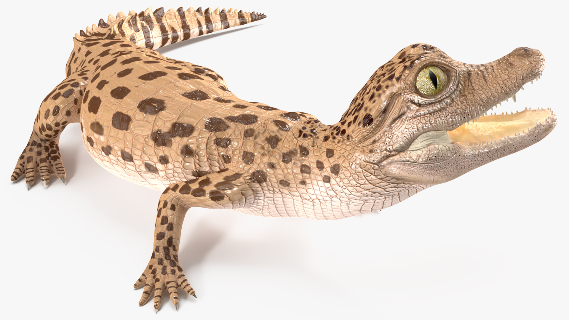 3D Baby Crocodile Light Color Pose