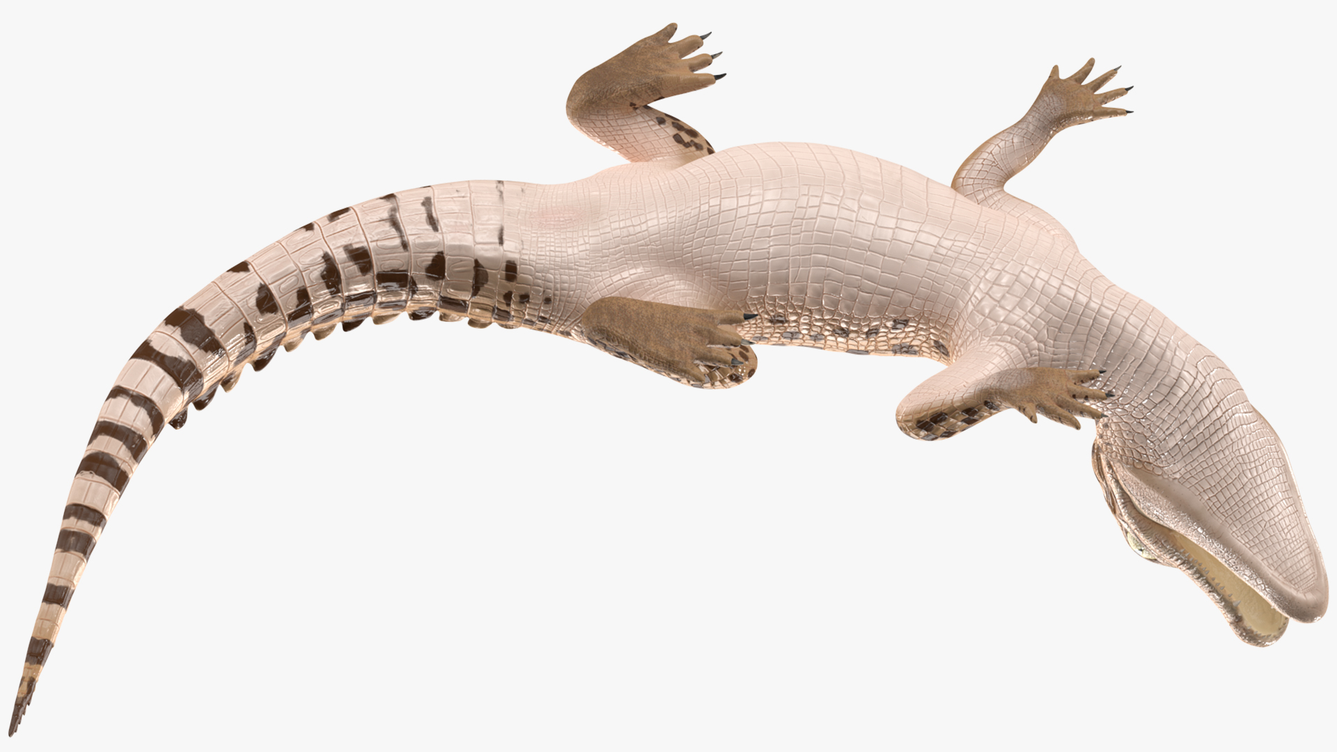 3D Baby Crocodile Light Color Pose