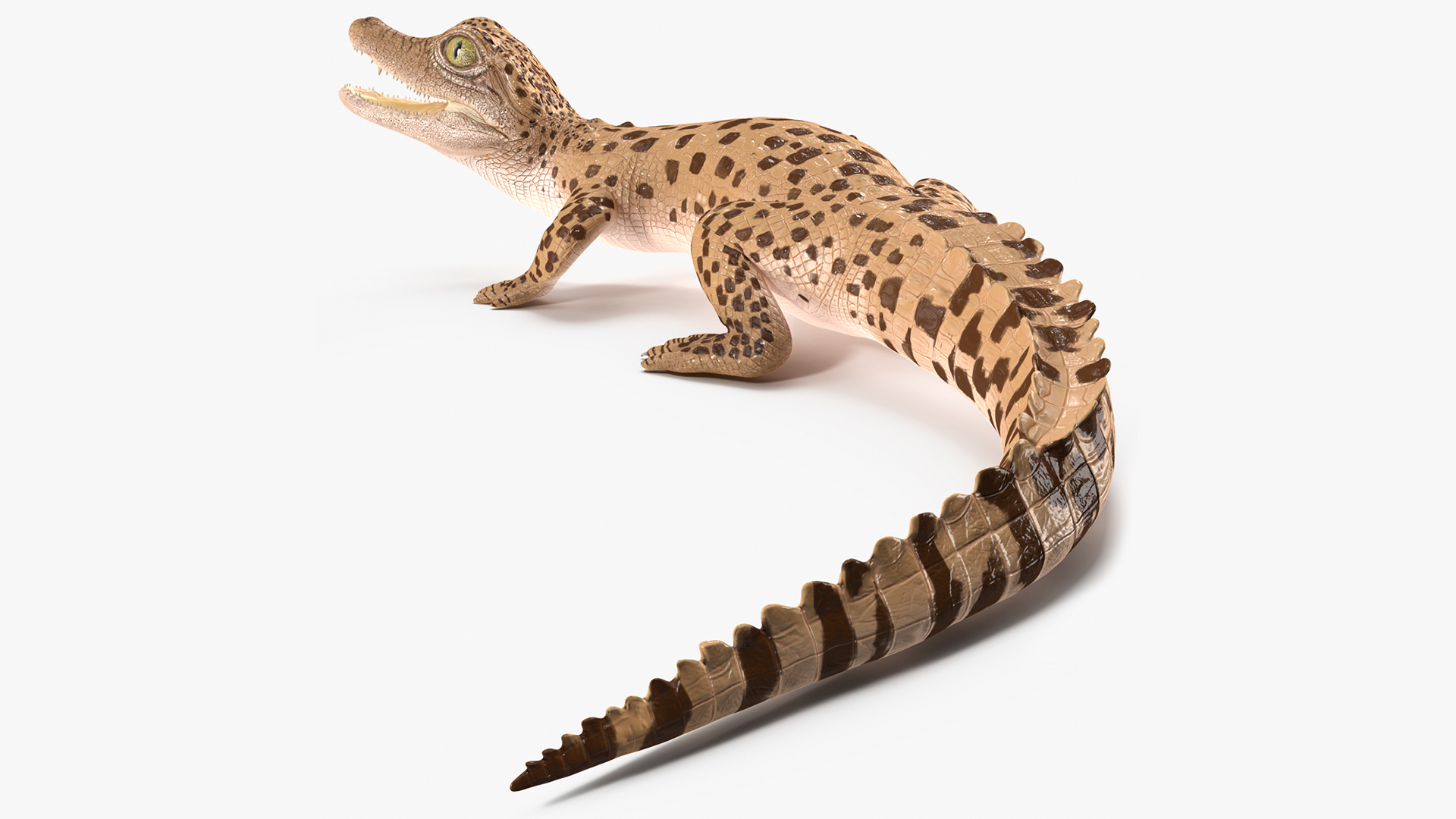 3D Baby Crocodile Light Color Pose