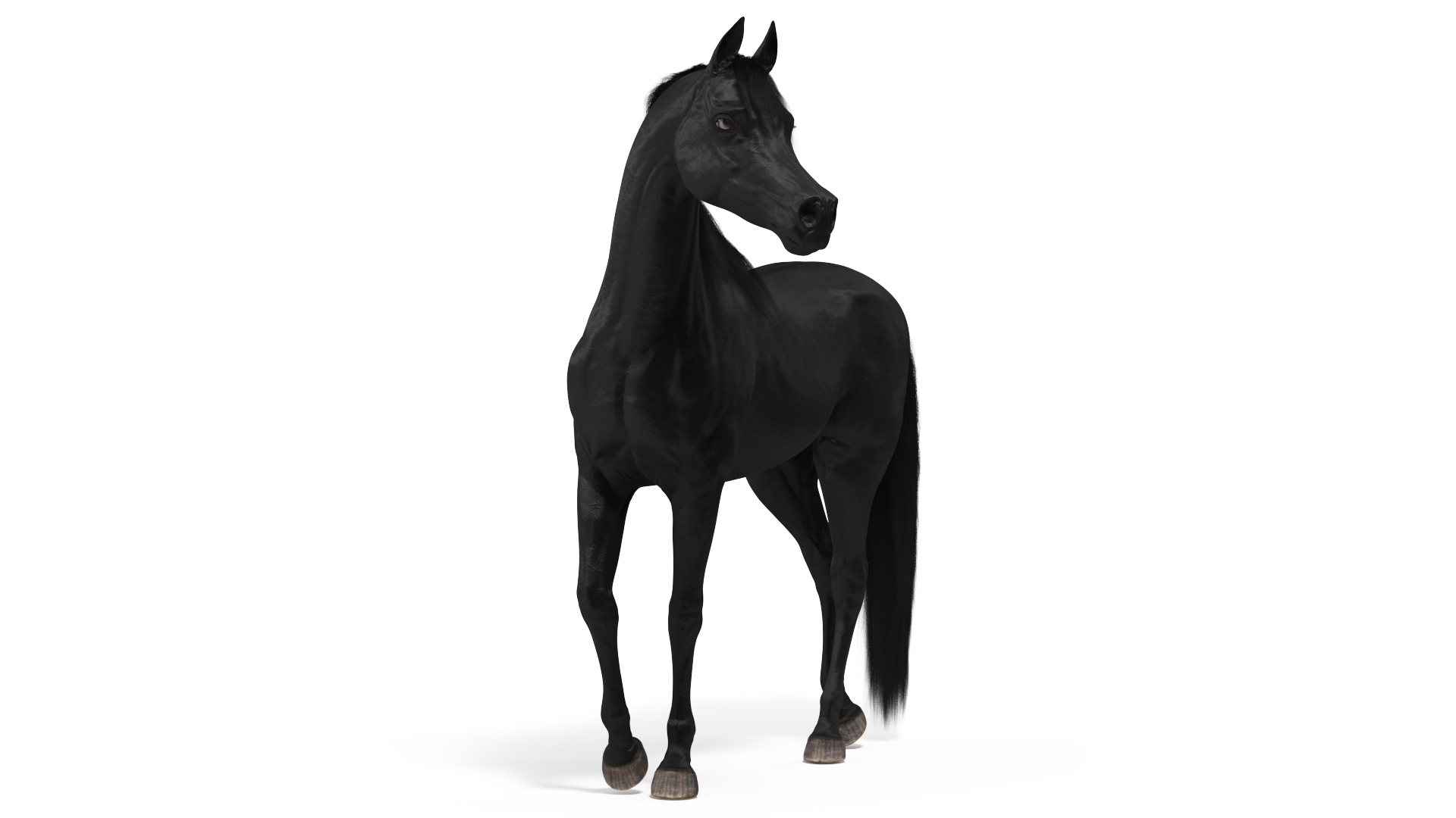 Arabian Horse Black Stand Pose Fur 3D model