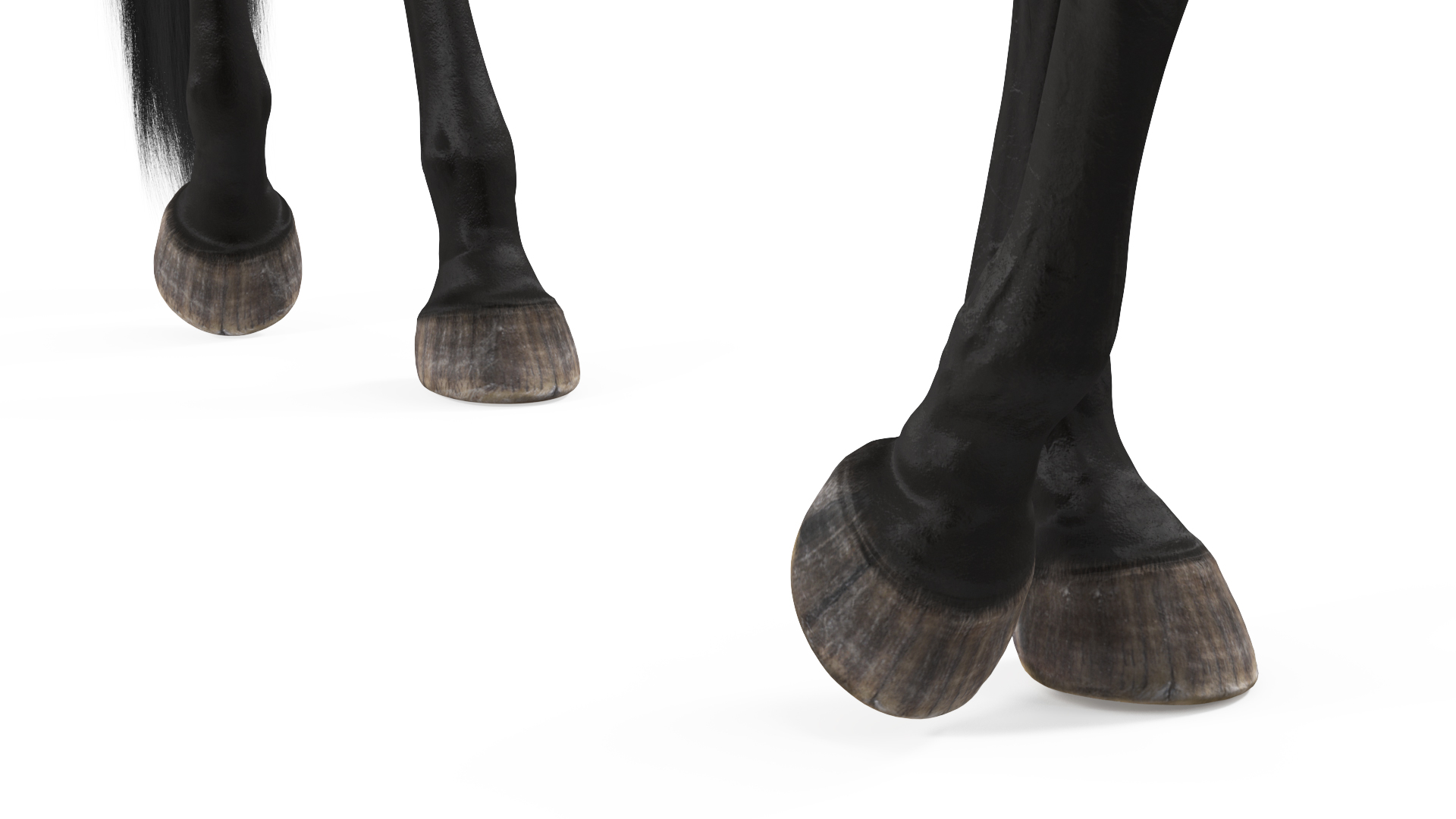 Arabian Horse Black Stand Pose Fur 3D model