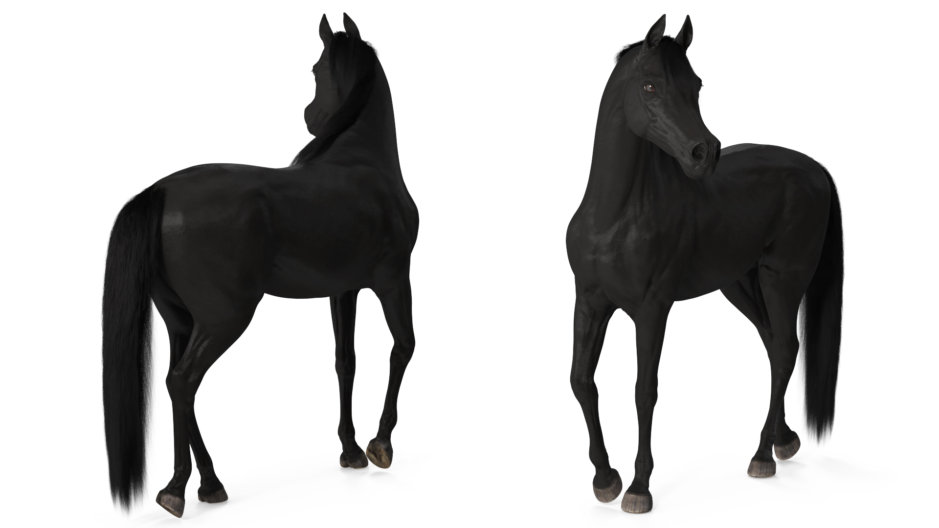 Arabian Horse Black Stand Pose Fur 3D model