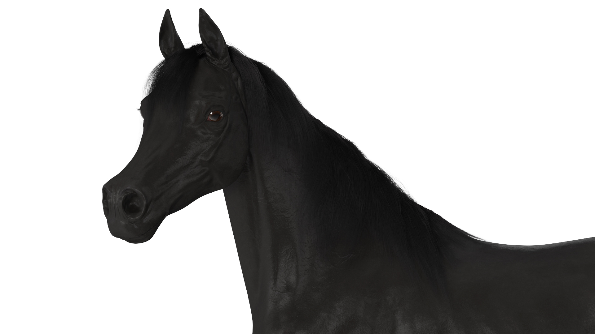 Arabian Horse Black Stand Pose Fur 3D model