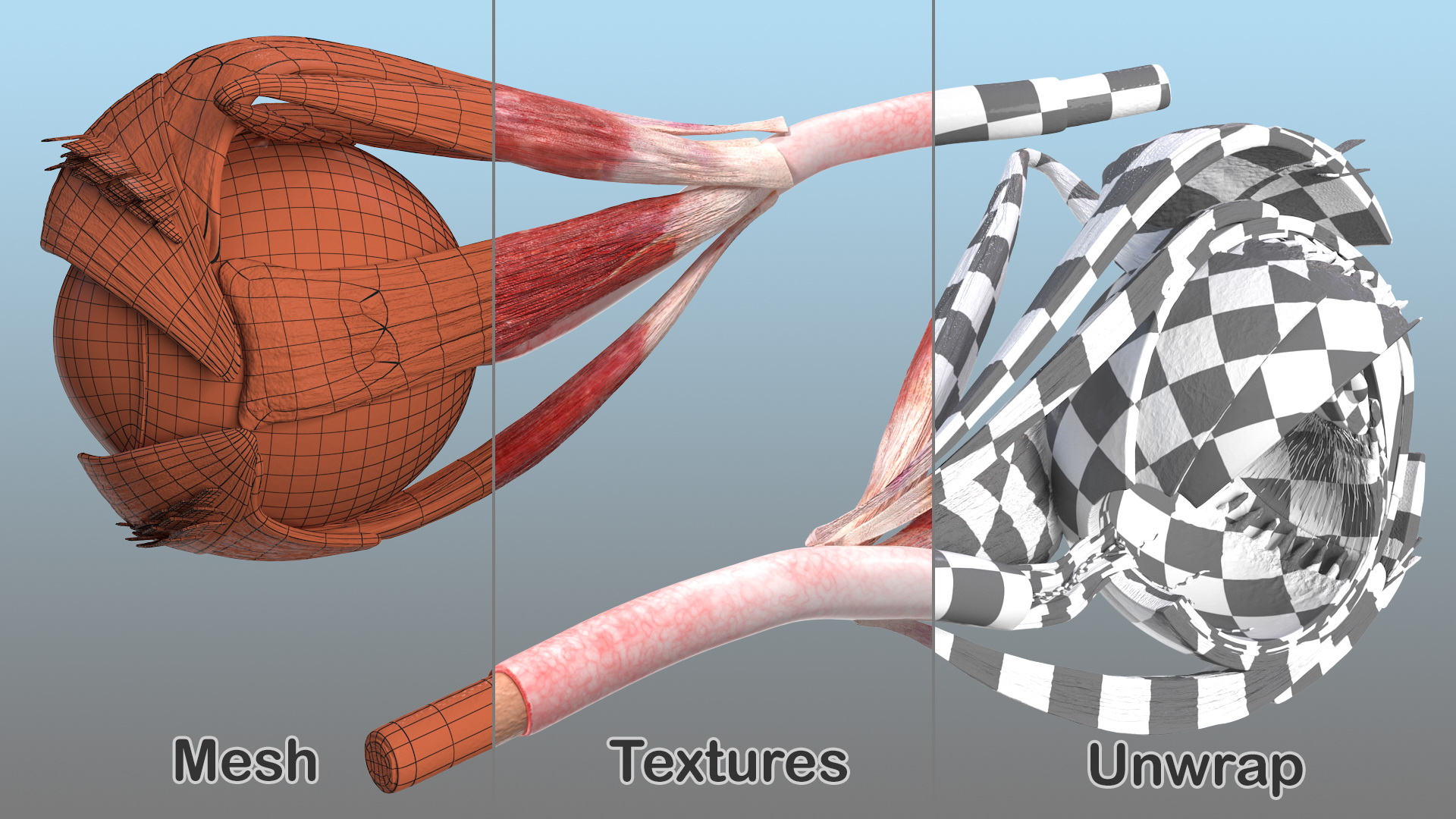 3D model Cross-Section of the Human Eye Left Part