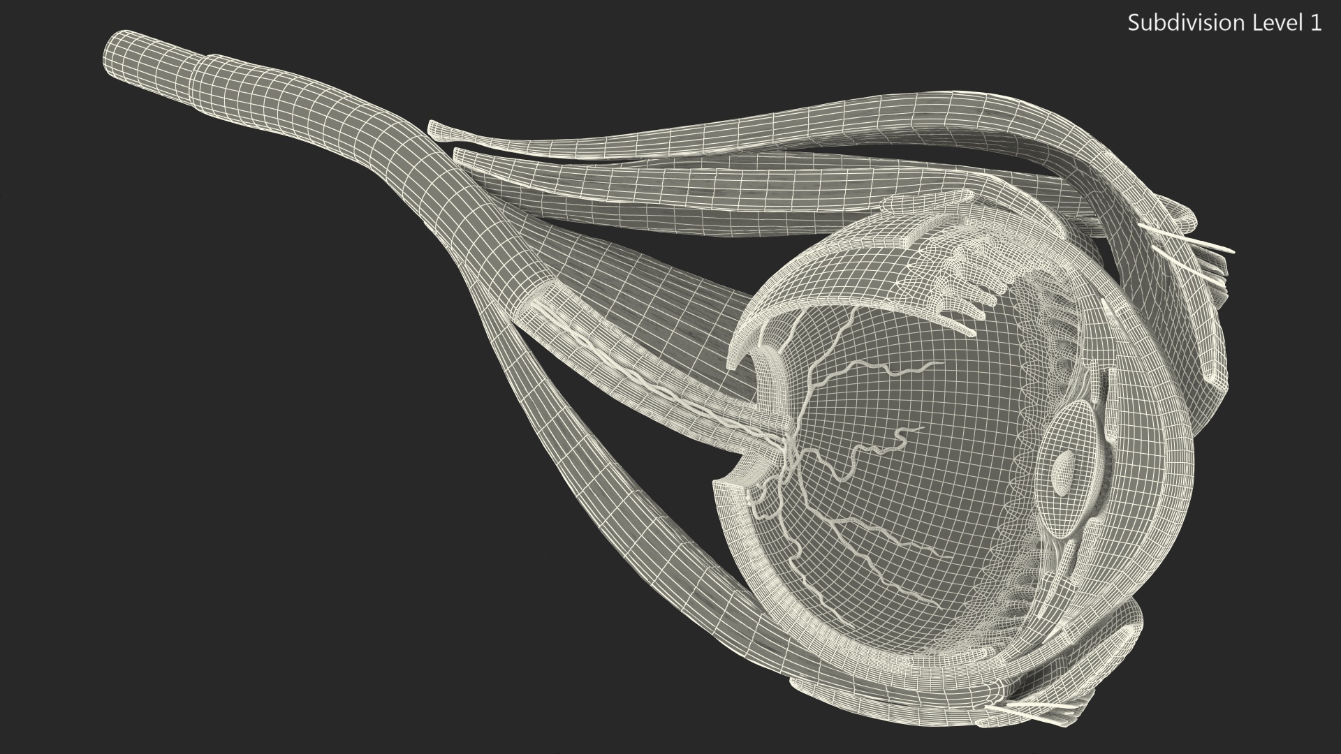 3D model Cross-Section of the Human Eye Left Part