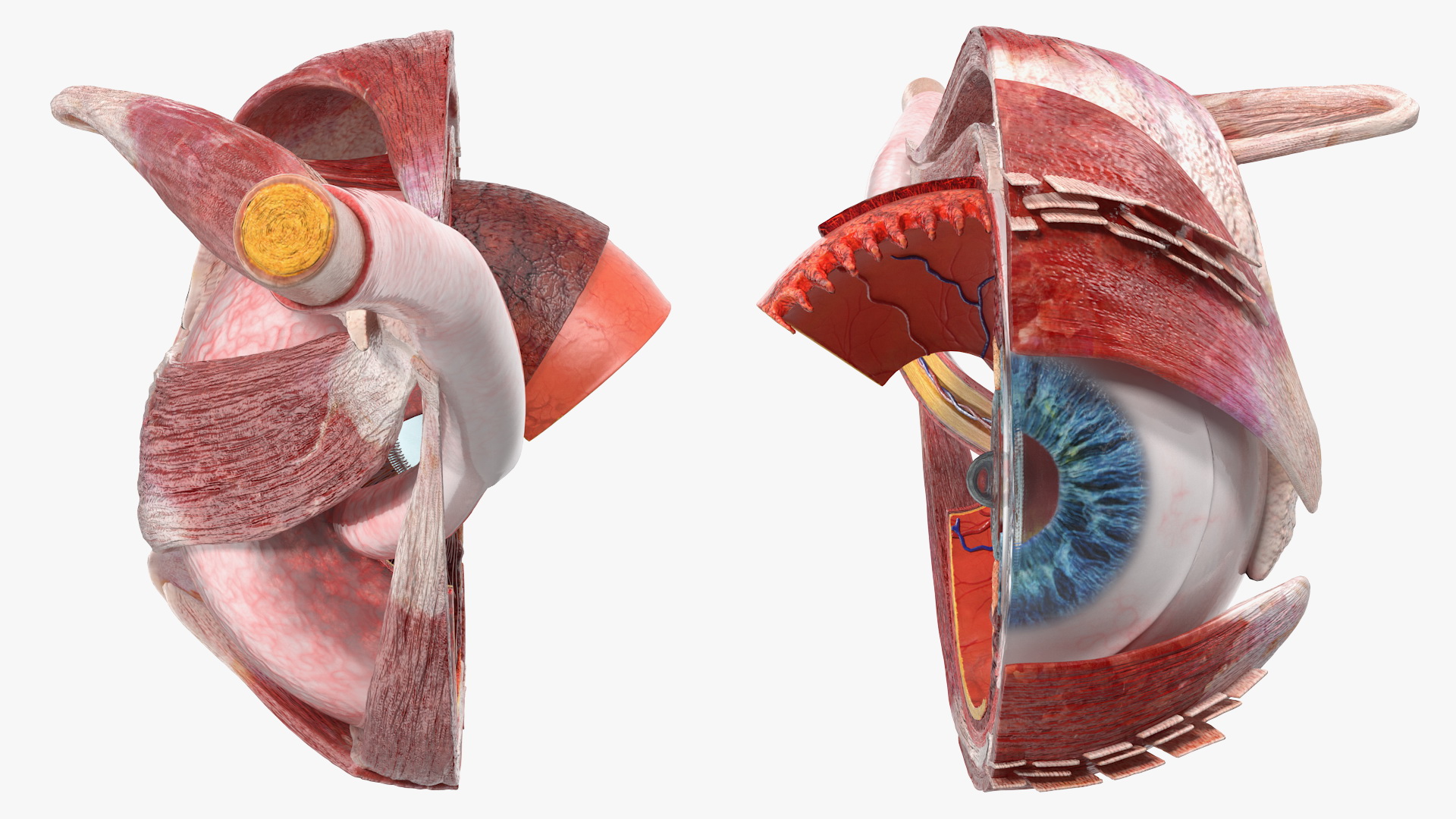 3D model Cross-Section of the Human Eye Left Part