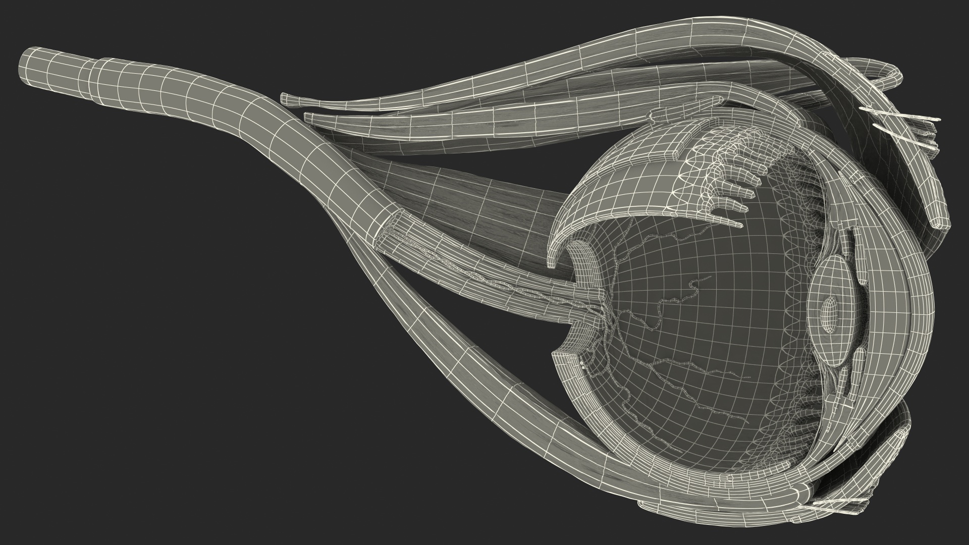 3D model Cross-Section of the Human Eye Left Part