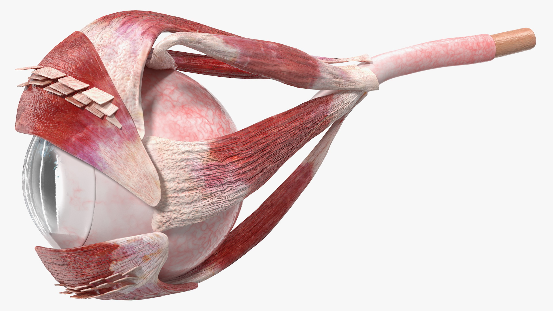 3D model Cross-Section of the Human Eye Left Part