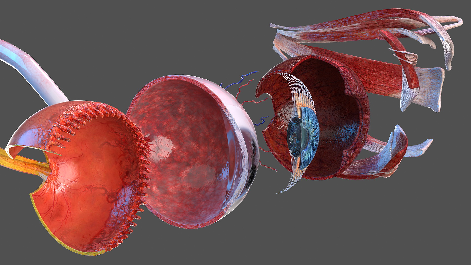 3D model Cross-Section of the Human Eye Left Part