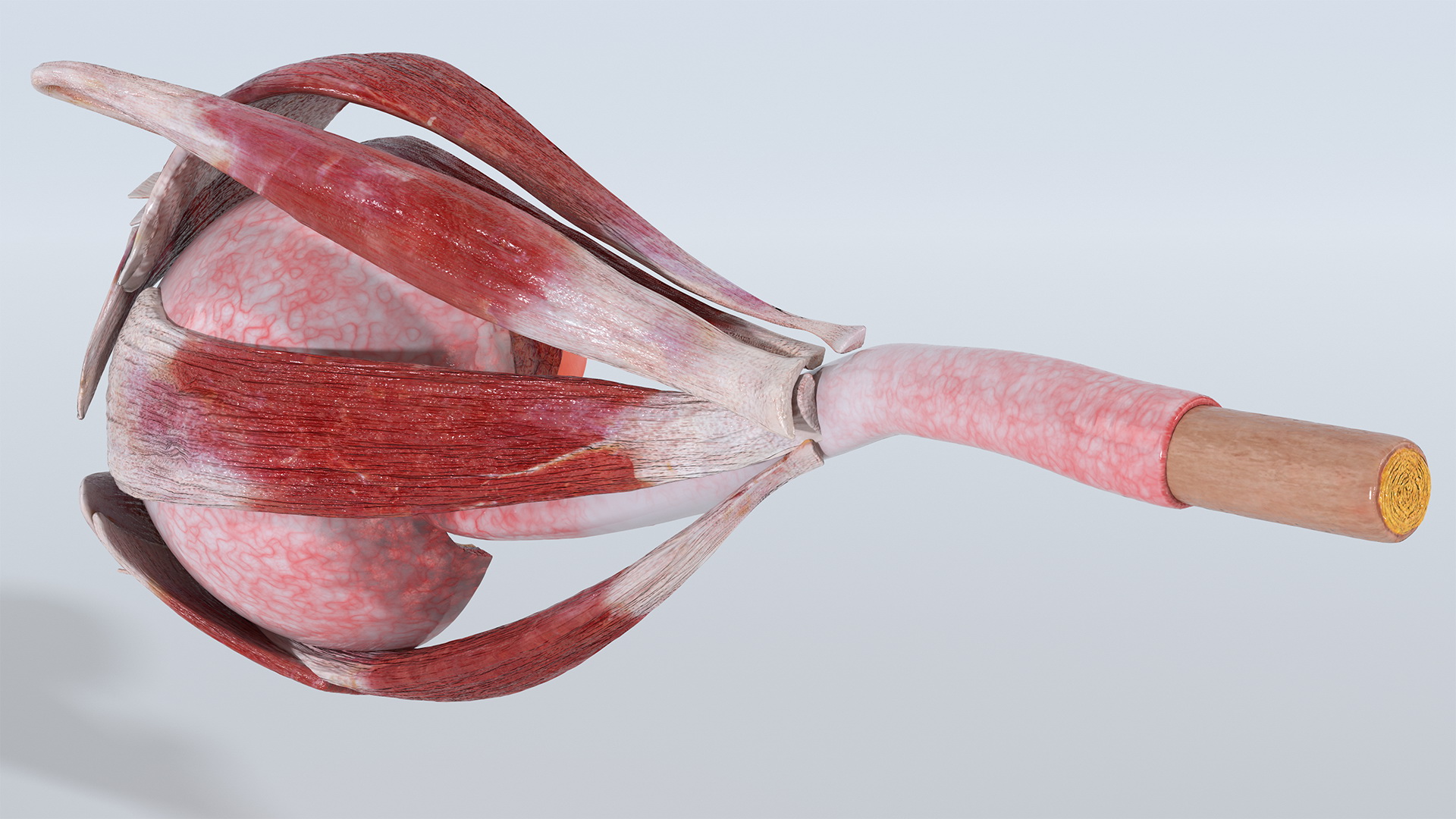 3D model Cross-Section of the Human Eye Left Part