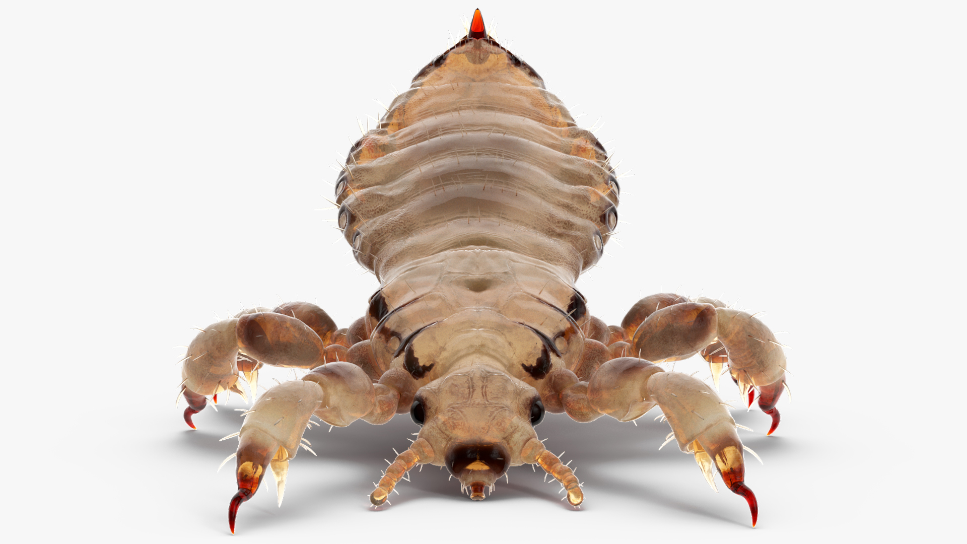 3D Phthiraptera White SSS Rigged for Cinema 4D model