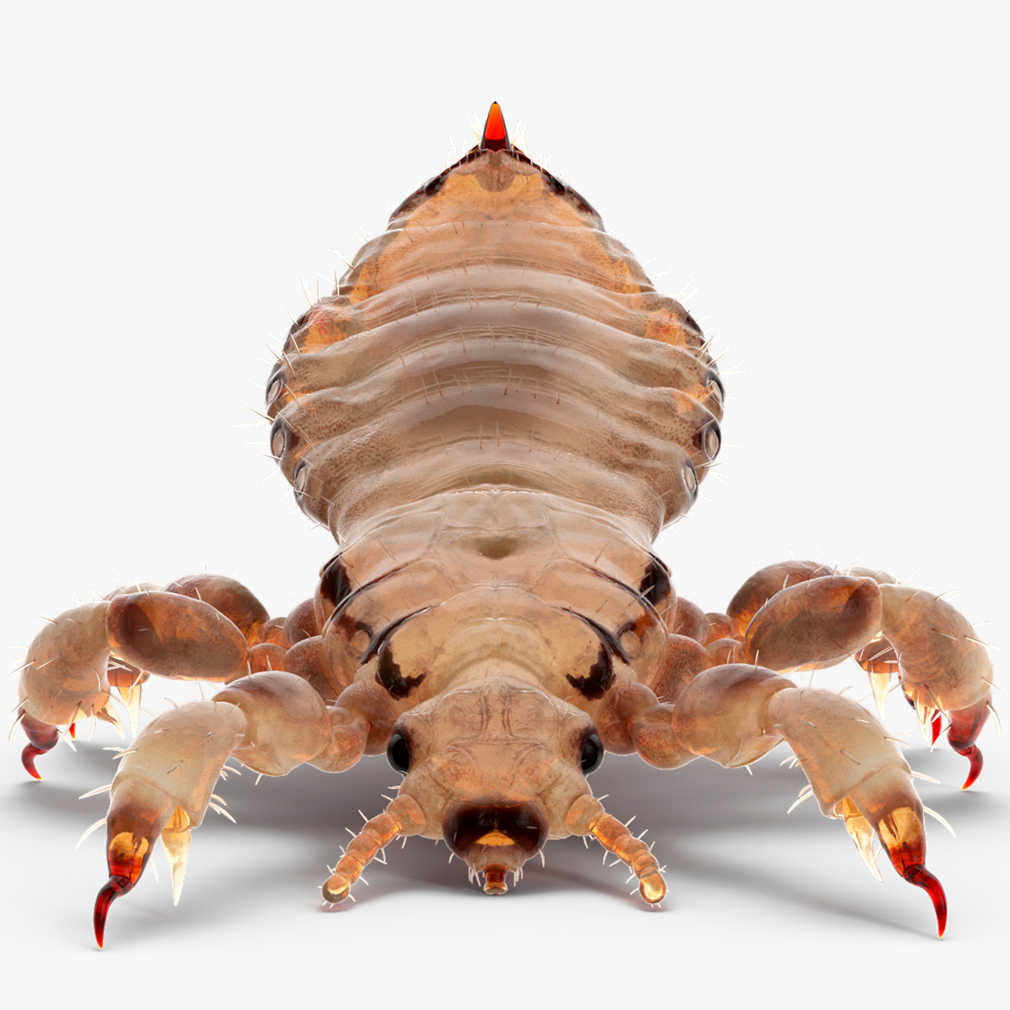 3D Phthiraptera White SSS Rigged for Cinema 4D model