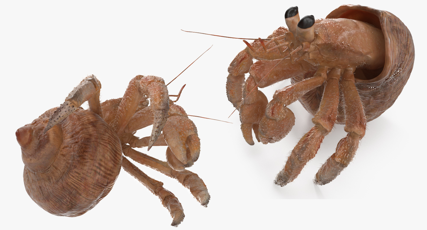 Hermit Crab Standing Pose with Fur 3D model