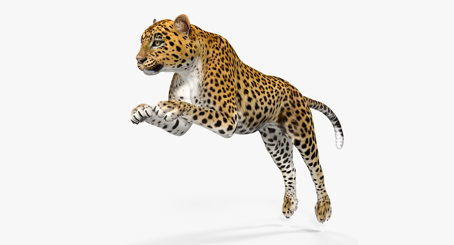 3D Panthera Pardus Jumping Pose model