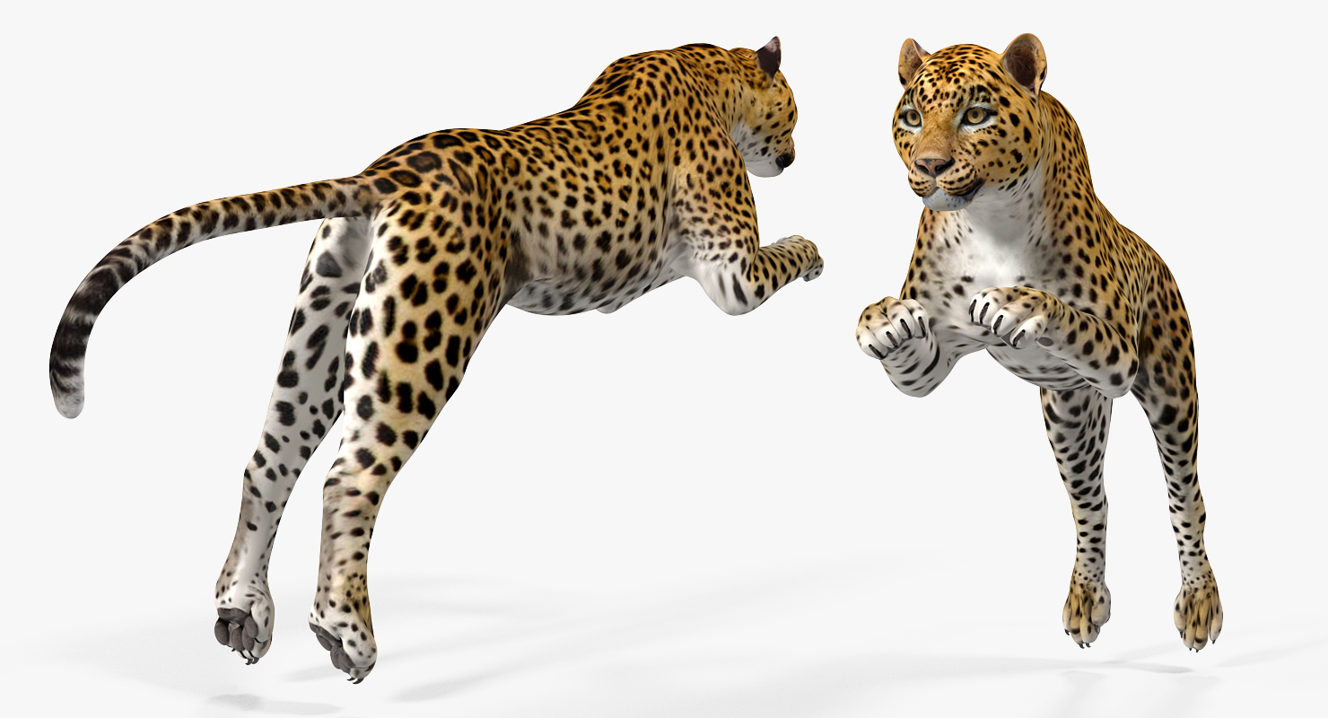 3D Panthera Pardus Jumping Pose model