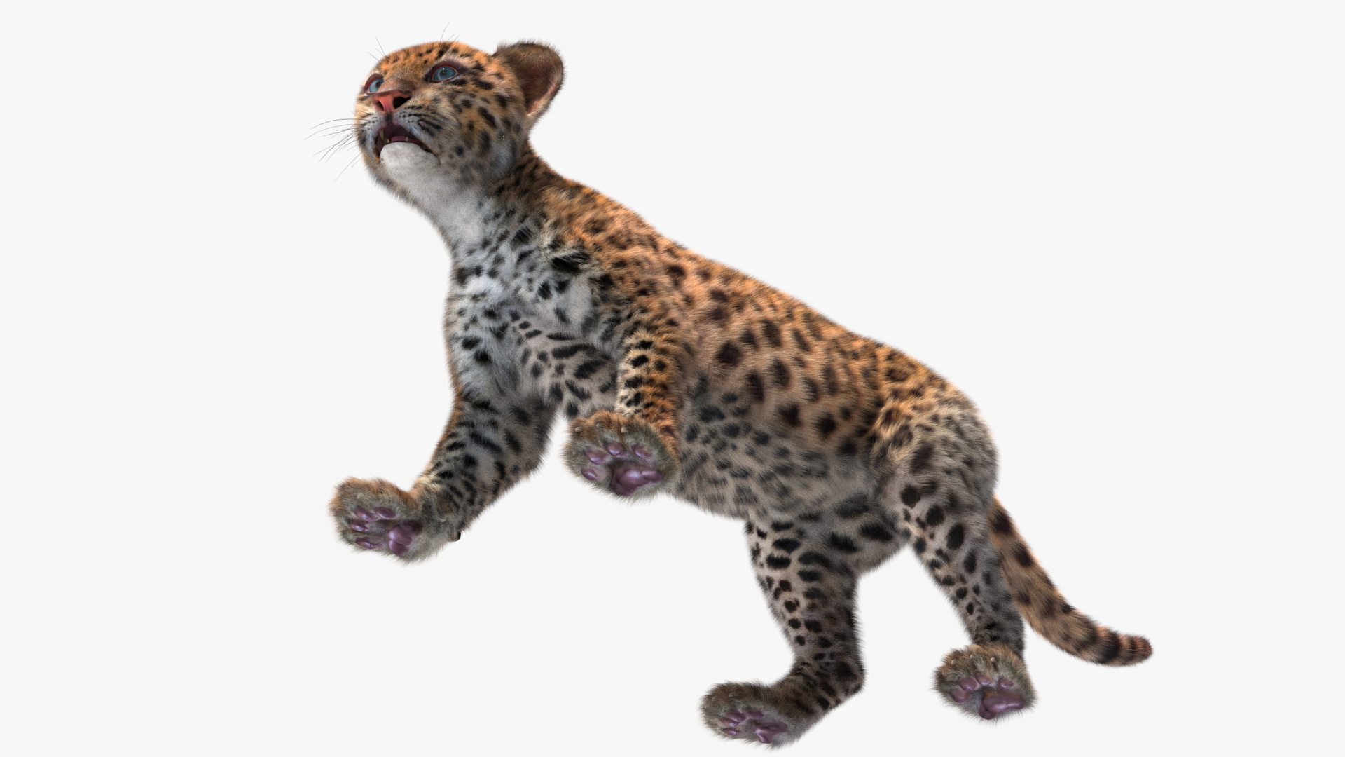 3D model Baby Leopard Cub Fur