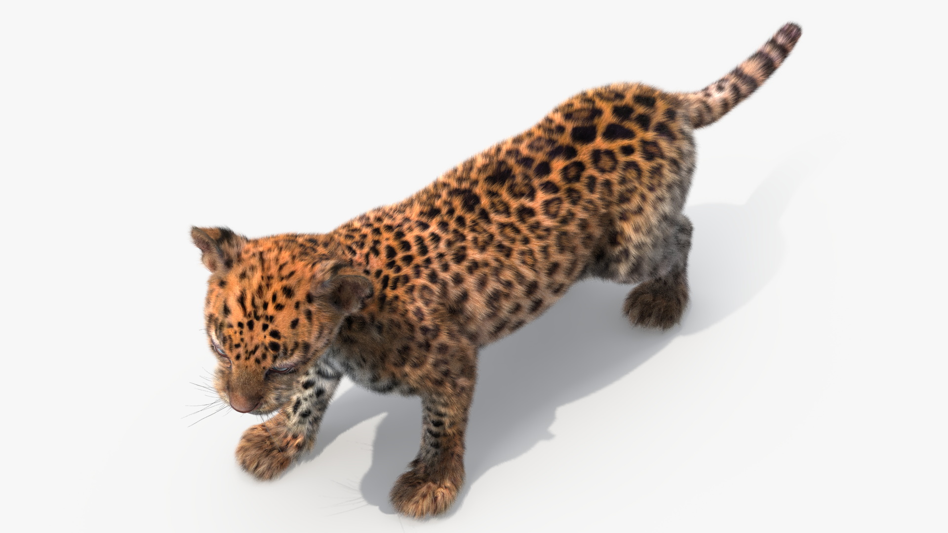 3D model Baby Leopard Cub Fur