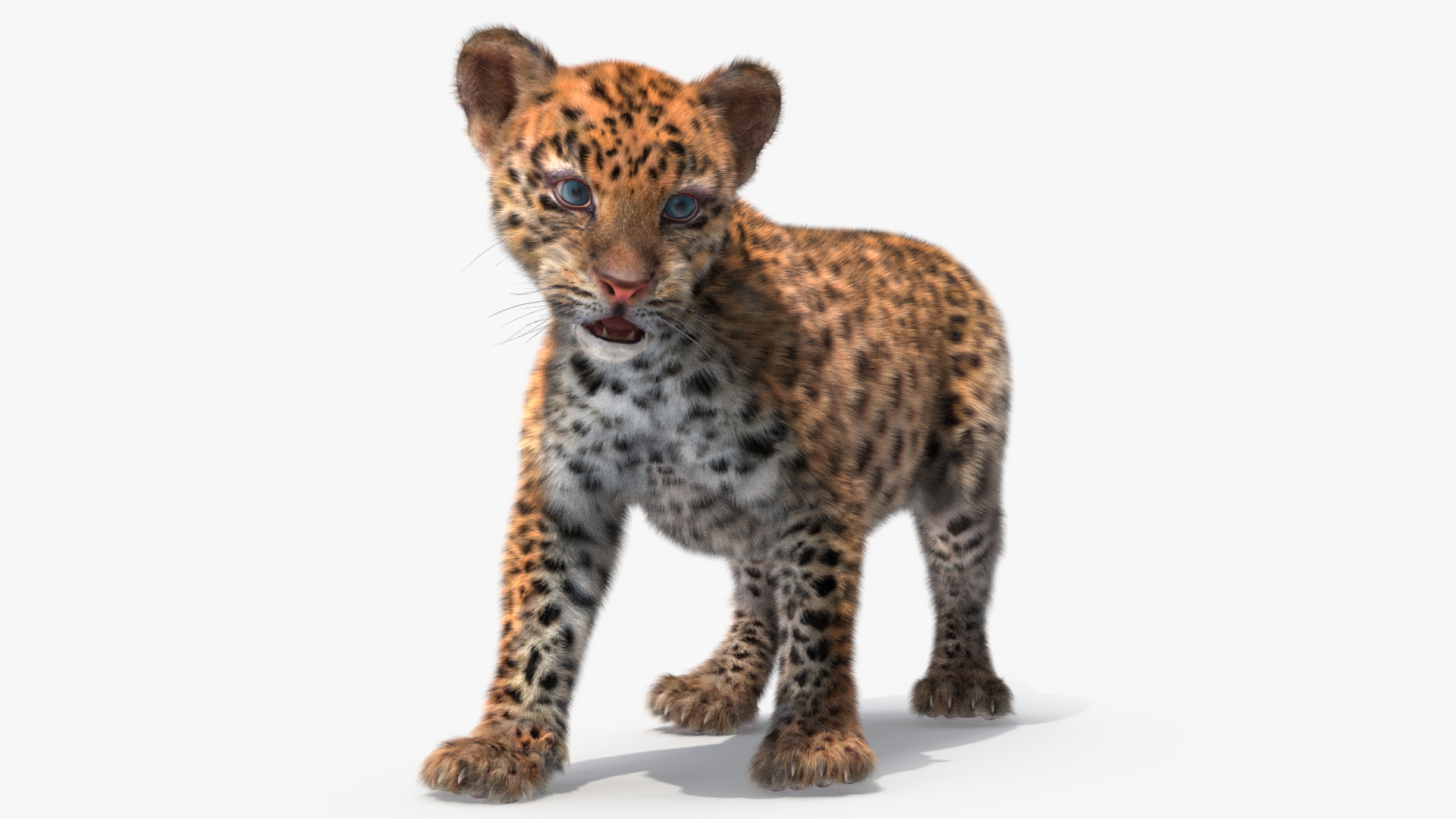 3D model Baby Leopard Cub Fur