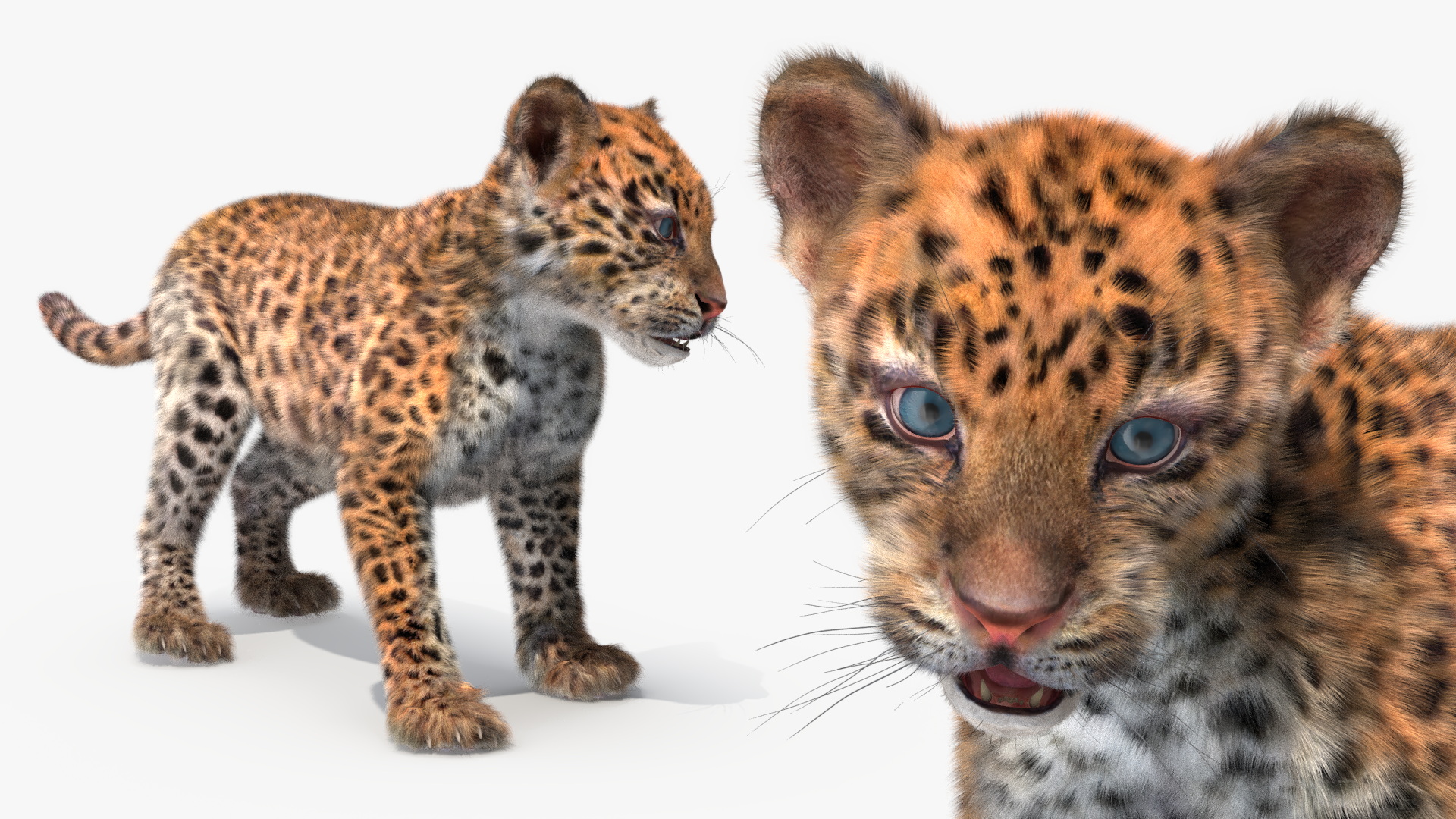 3D model Baby Leopard Cub Fur