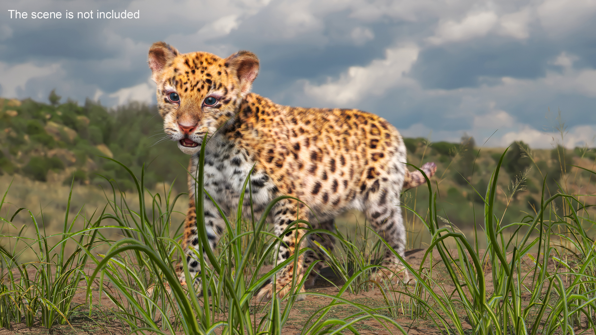 3D model Baby Leopard Cub Fur